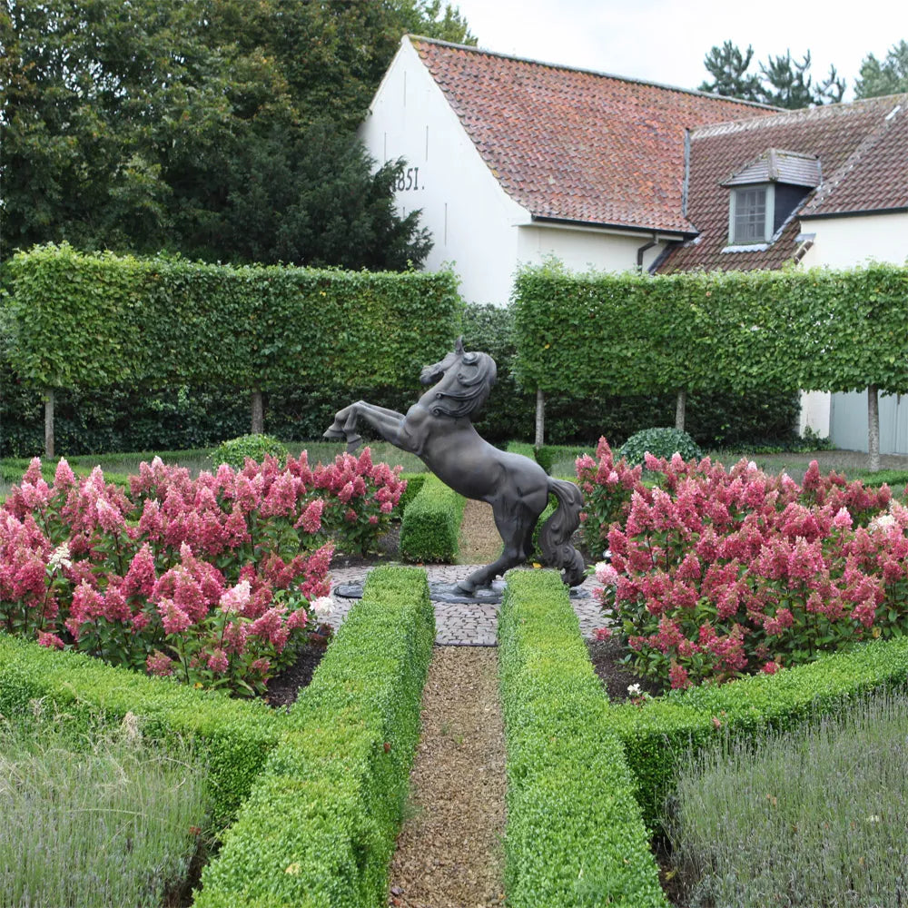 Hortensia paniculata "Pinky Winky" / Hydrangea paniculata "Pinky Winky"/