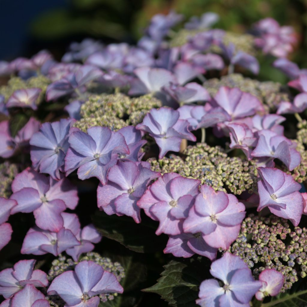 Hortensia "Tiffany" 0.40 - 0.60 m / Hydrangea macr. "Tiffany" / by gradina-noastra