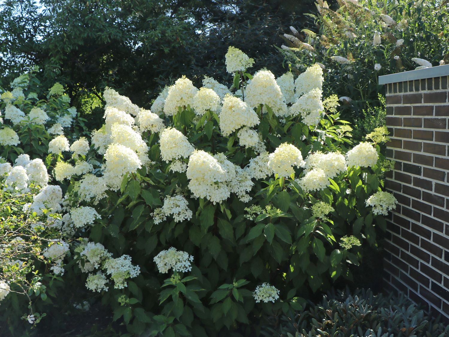 Hortensia paniculata "Phantom" oferă flori mari, elegante, ideale pentru grădini și terase.