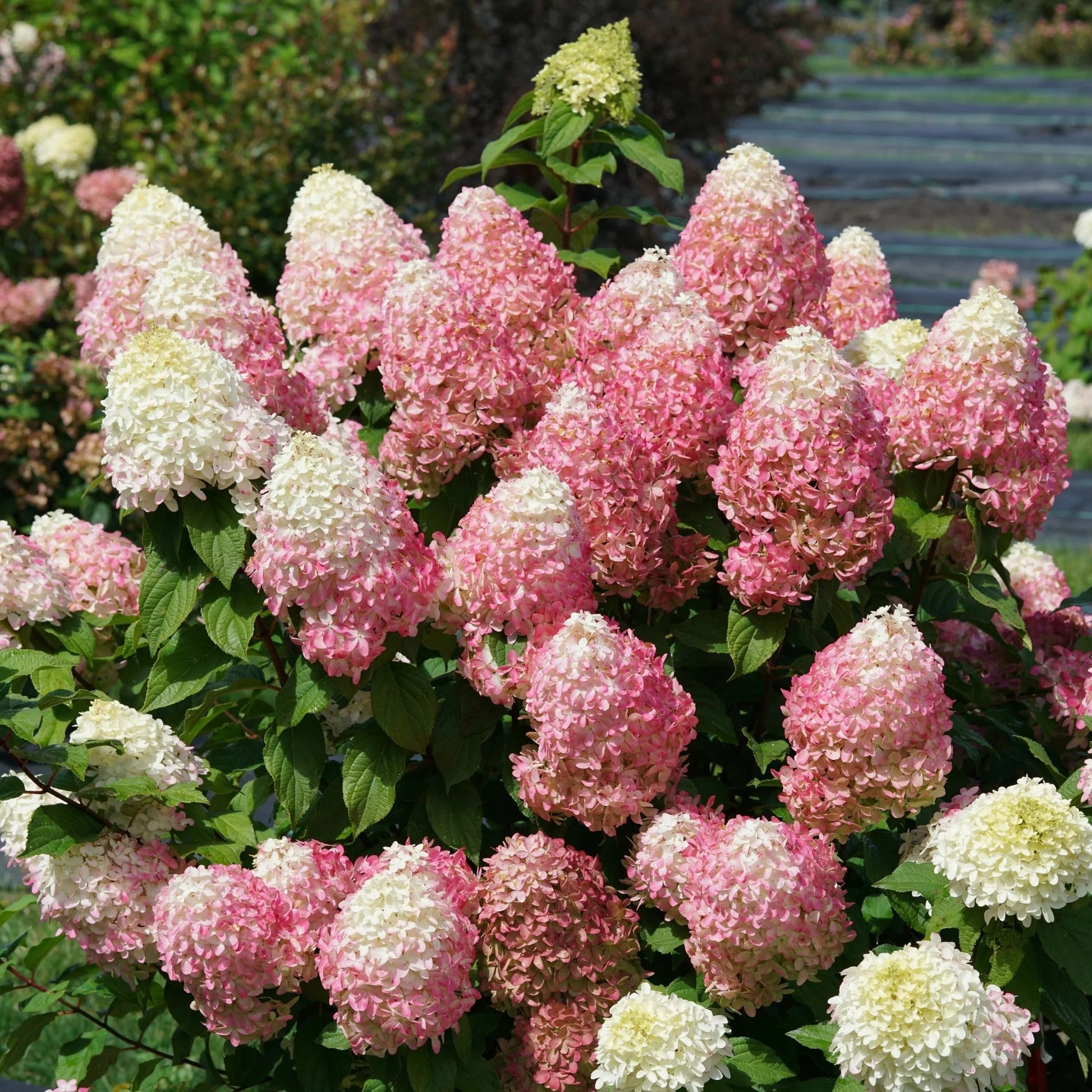 Hortensia paniculata "Quick Fire Fab"/ Hydrangea paniculata "Quick Fire Fab"/