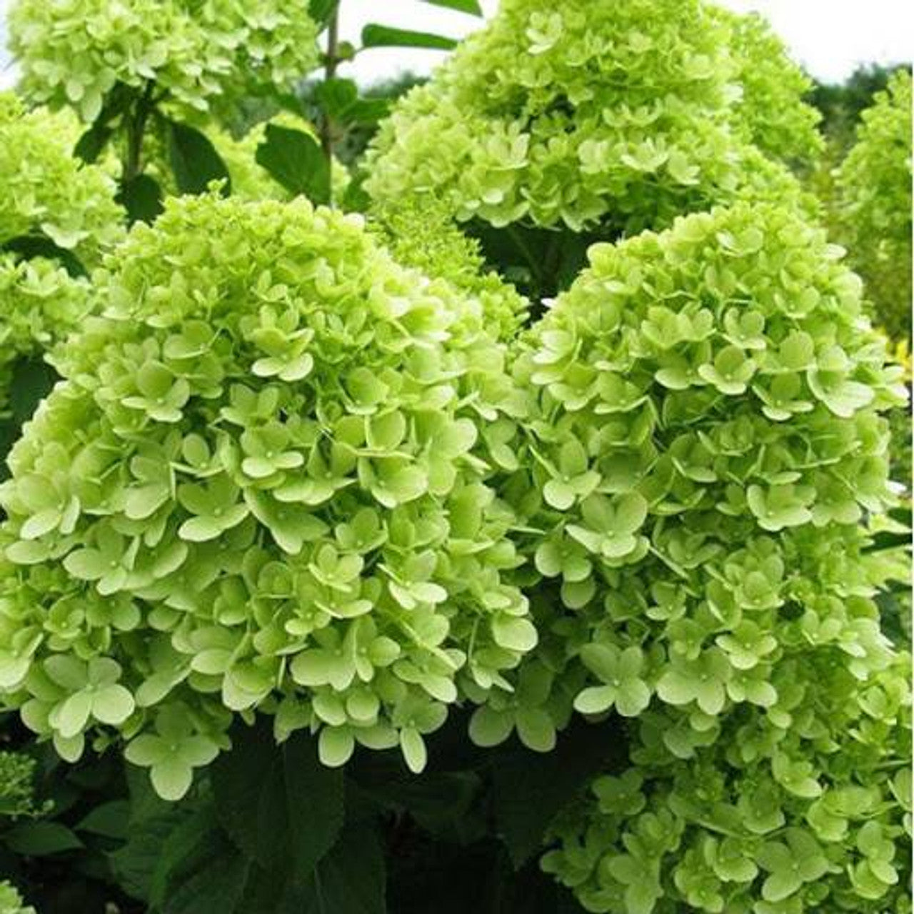 Hydrangea "Maman Rose" 0.50 - 0.70 m / Hydrangea macr. "Mother Rose"/