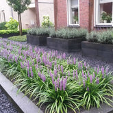 Liriope muscari "Moneymaker" 0.20 m by gradina-noastra