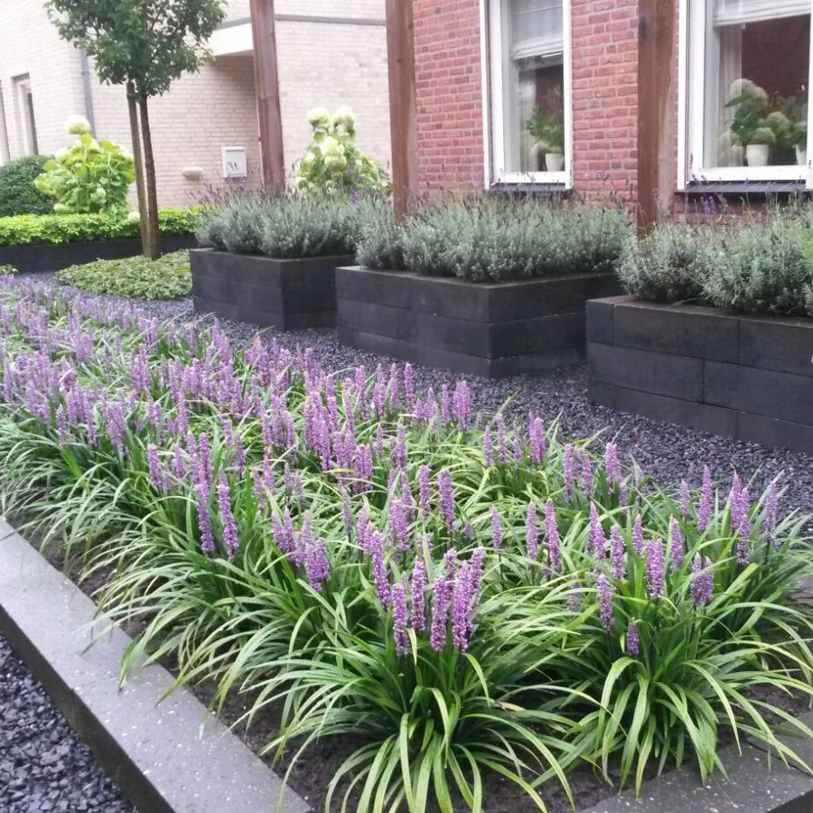 Liriope muscari "Moneymaker" 0.20 m by gradina-noastra