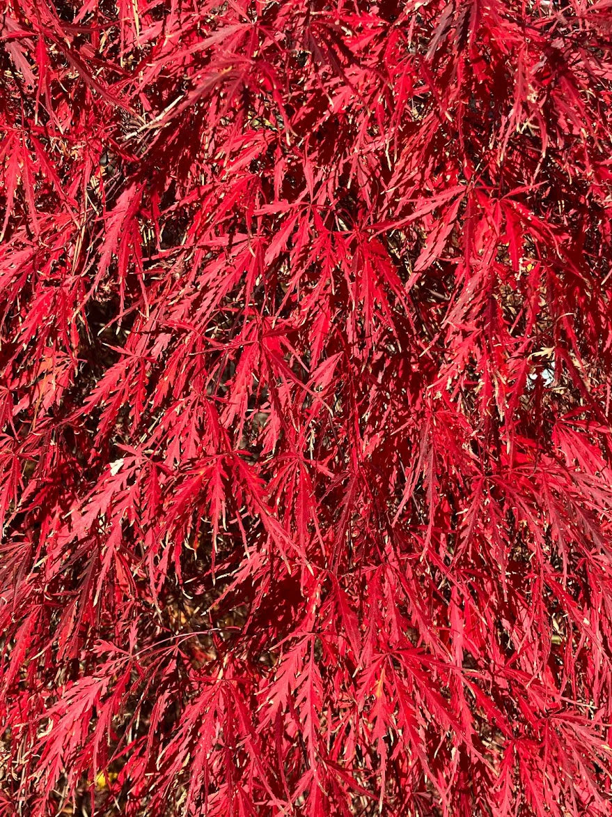 Artar japonez "Tamukeyama" / Acer palmatum dissectum "Tamukeyama"/ by gradina-noastra