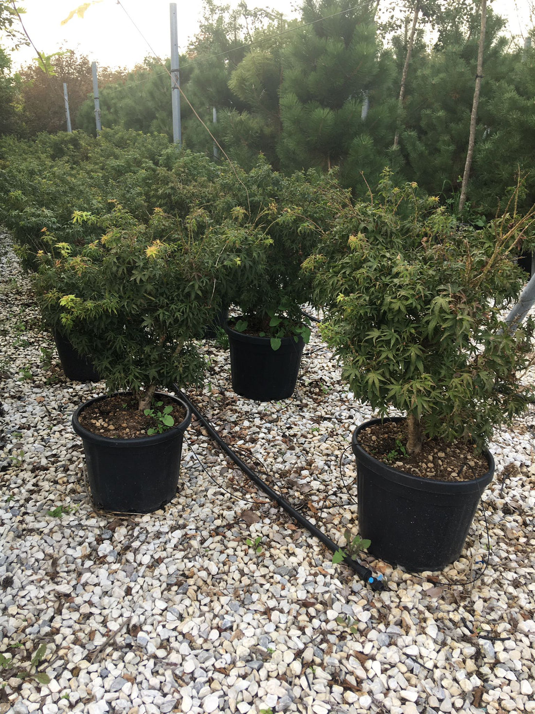 Artar japonez "Sharp&