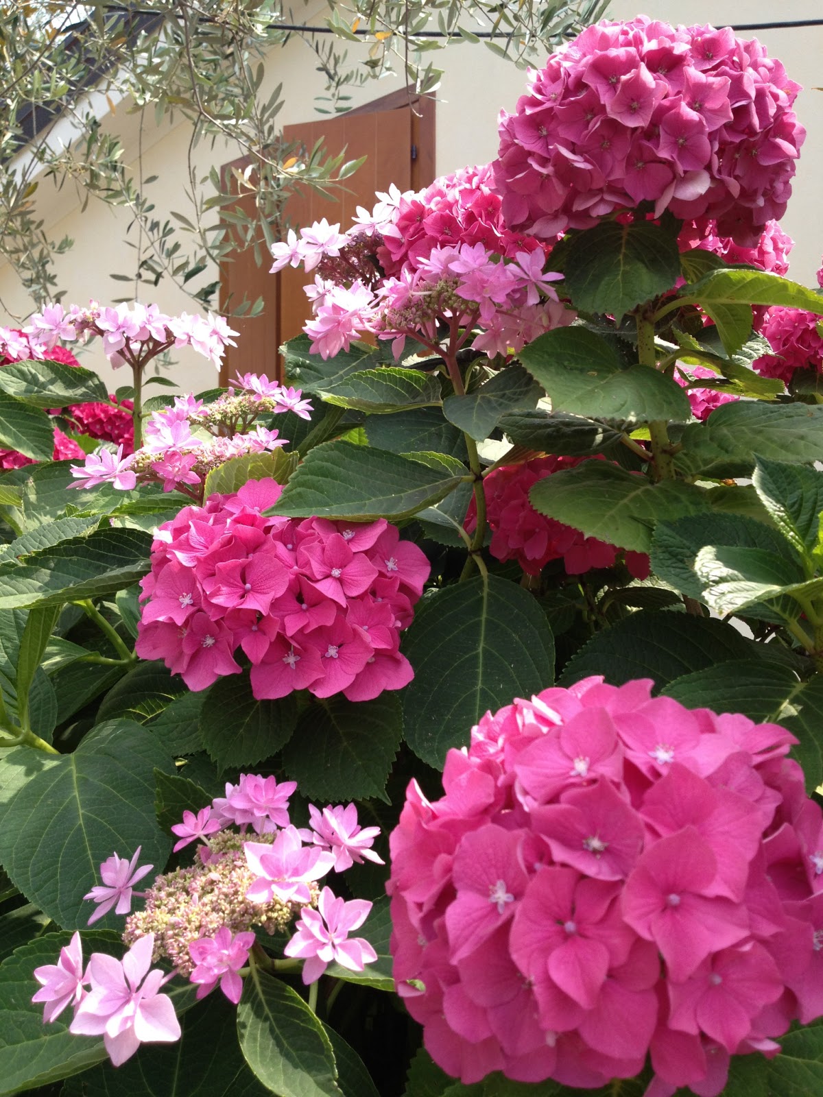 Hortensia "Zaffiro" / Hydrangea macr. "Zaffiro"/ - Gradina Noastra