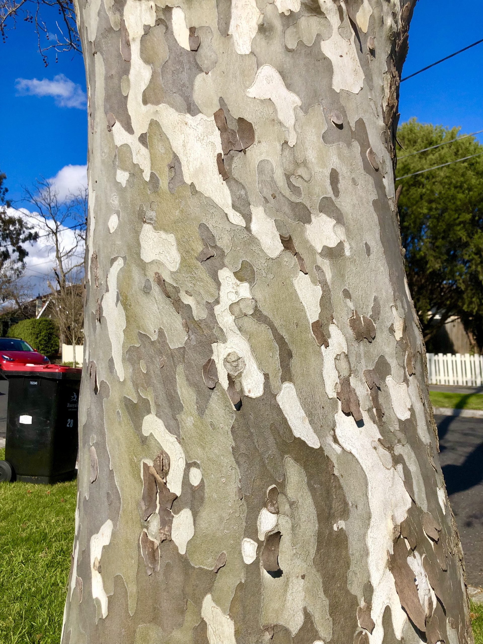 Platan / Platanus x acerifolia / - Gradina Noastra