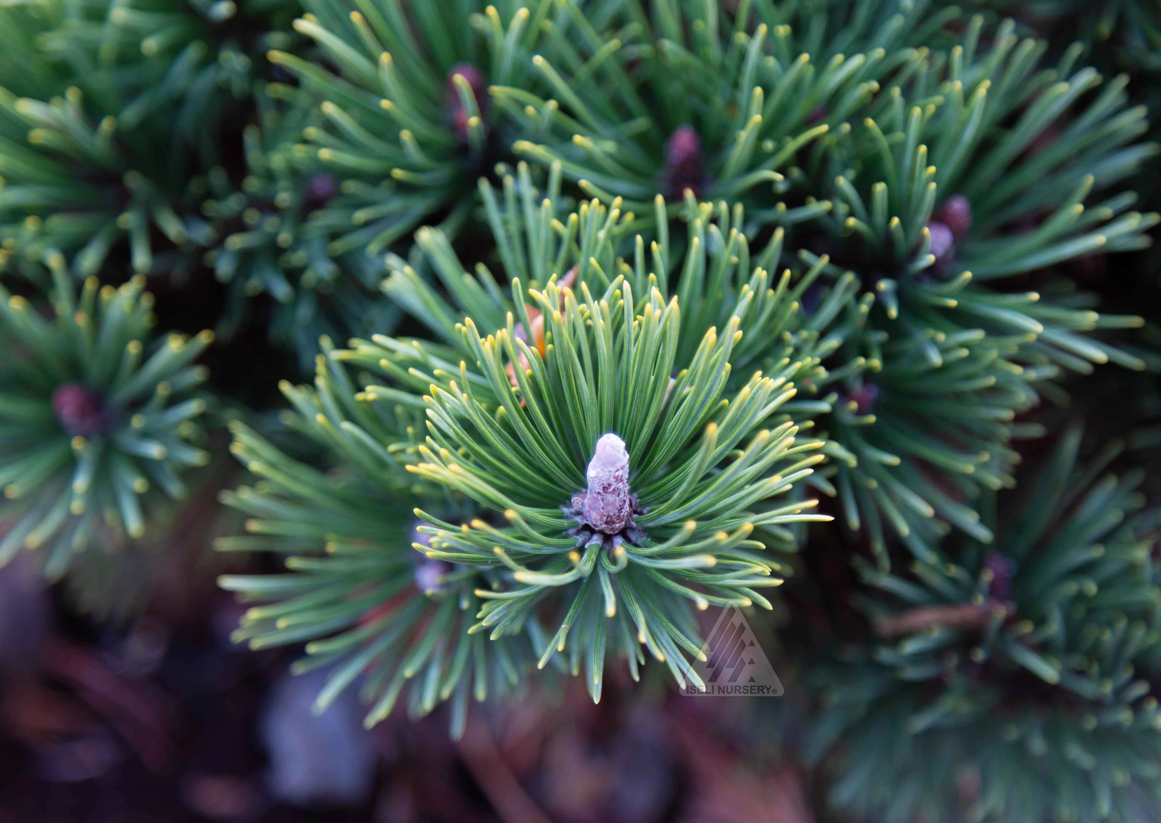 Pin pitic "Green Pearl" /"Pinus Mugo "Green Pearl"/ - Gradina Noastra