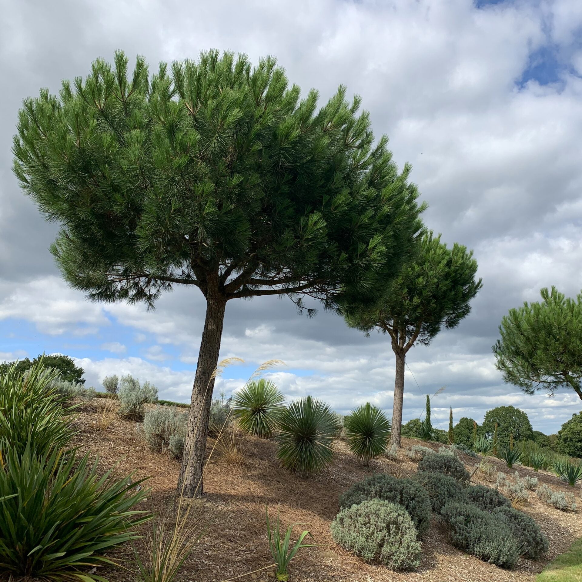 Pin mediteraneean 2.50 - 3.00 m / Pinus pinea / by gradina-noastra