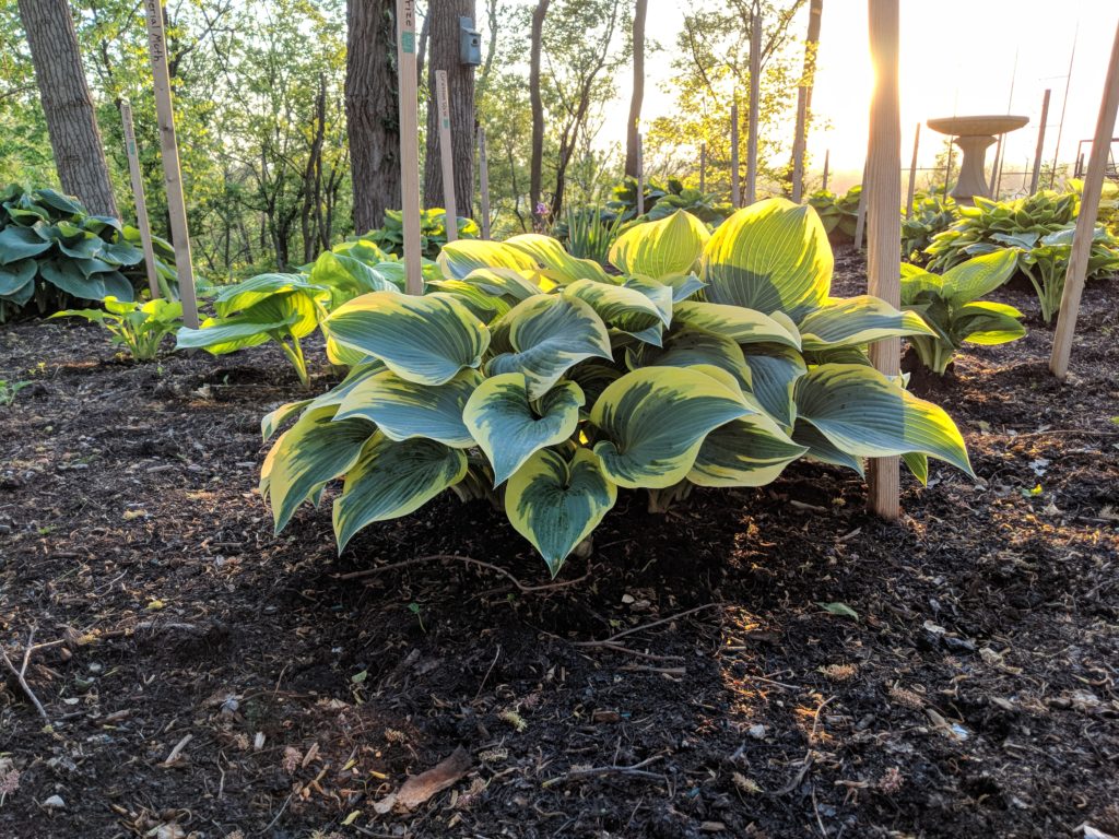 Hosta "First Frost" - Gradina Noastra
