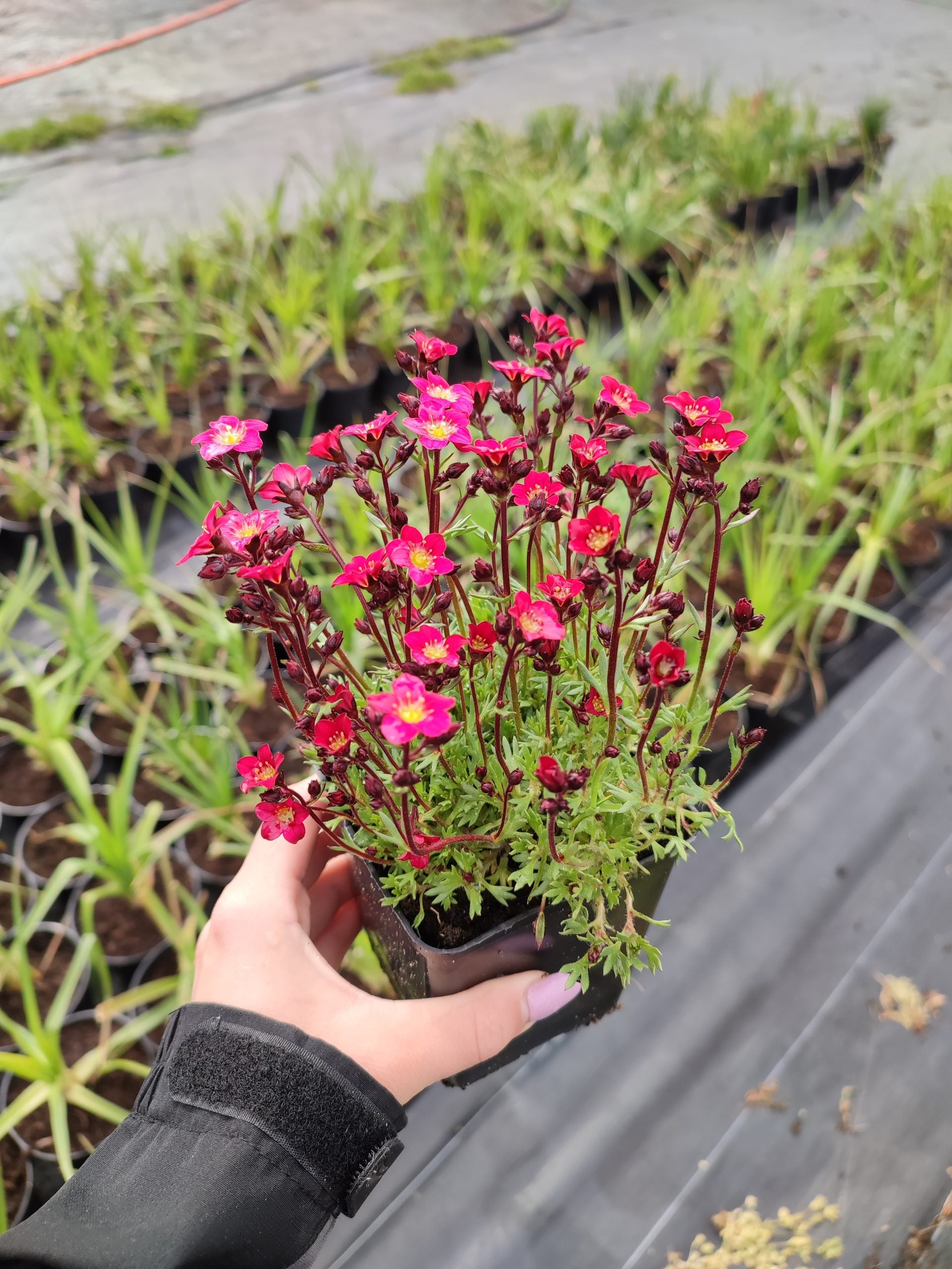 Saxifraga arendsii "Carpet Pink" by Gradina Noastra