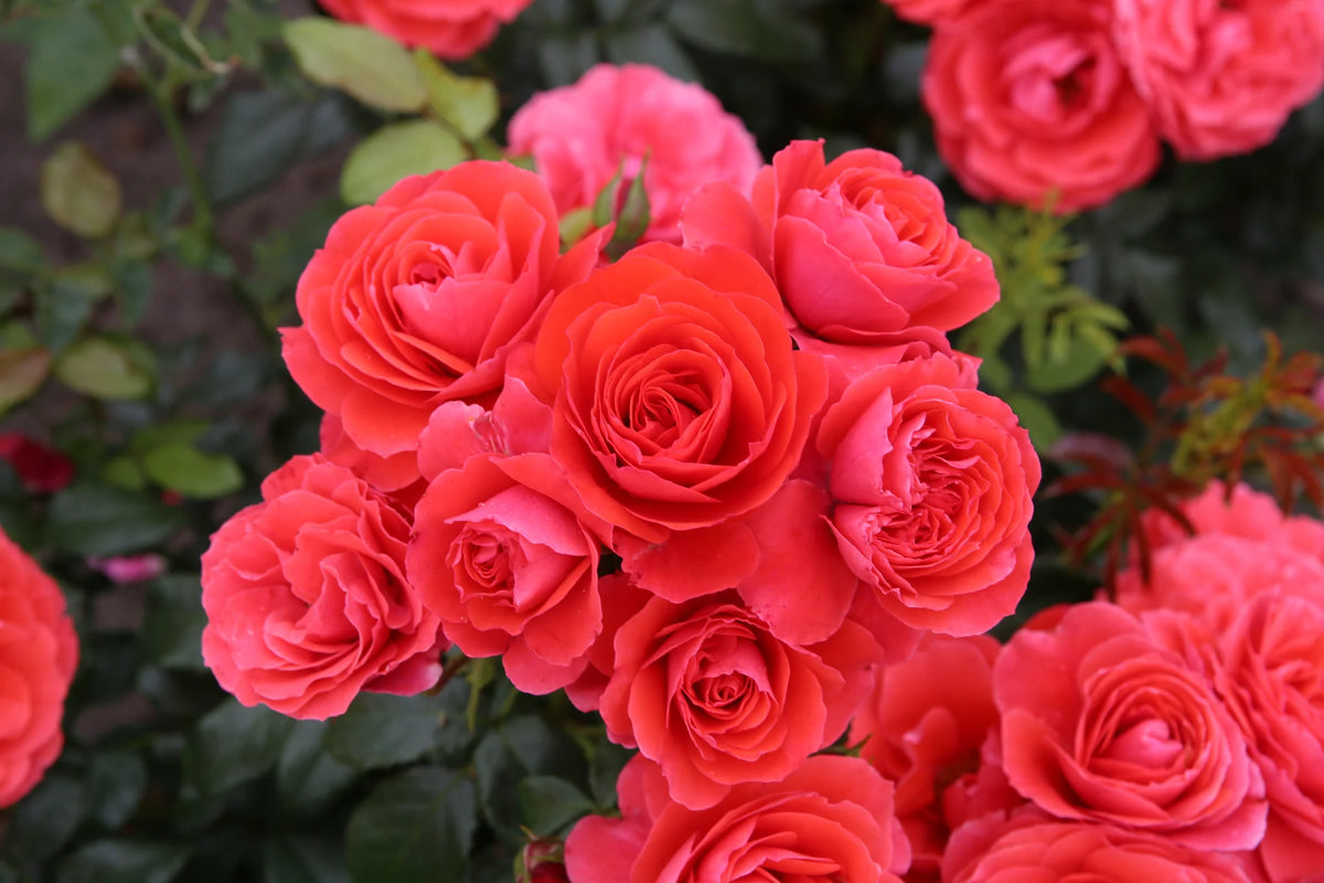 Trandafir floribunda "Cherry Girl"/ Rosa floribunda "Cherry Girl"/