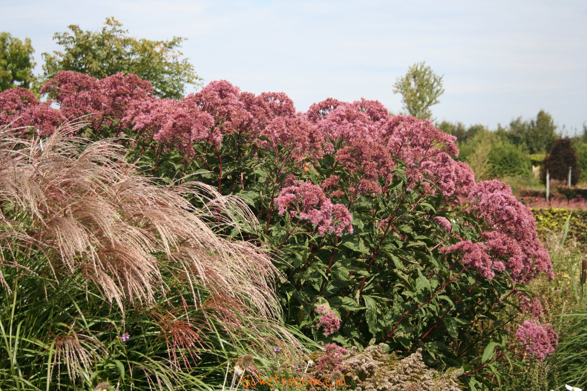 Eupatorium maculatum "Atropurpureum" - Gradina Noastra