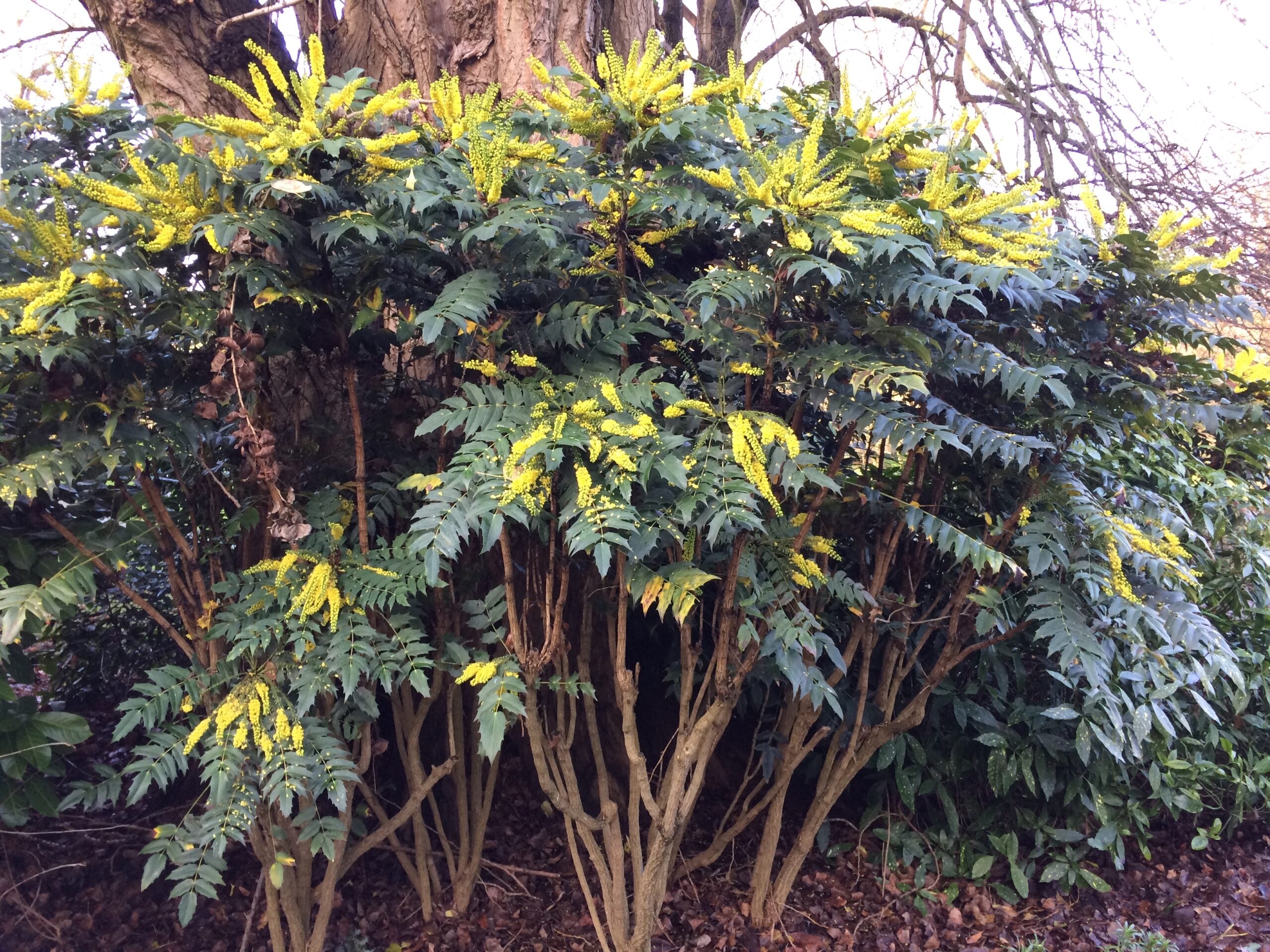 Mahonie "Charity" / Mahonia x media "Charity" / - Gradina Noastra
