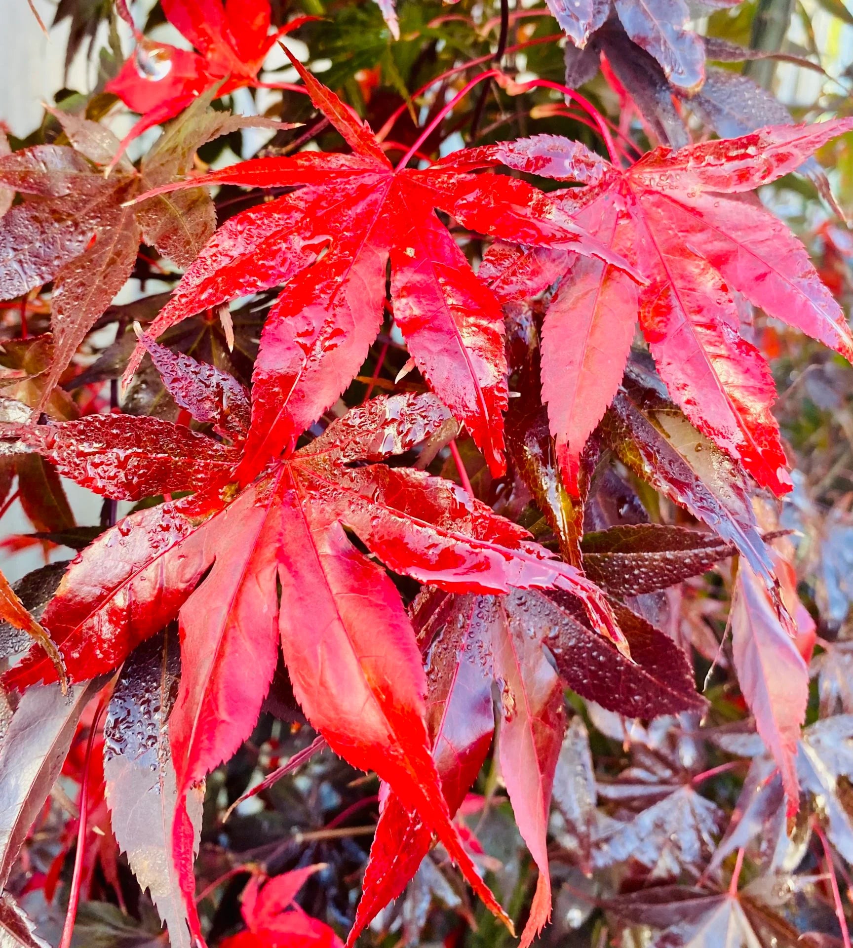 Artar japonez "Bloodgood" 1.00 - 1.30 m / Acer palmatum "Bloodgood" /