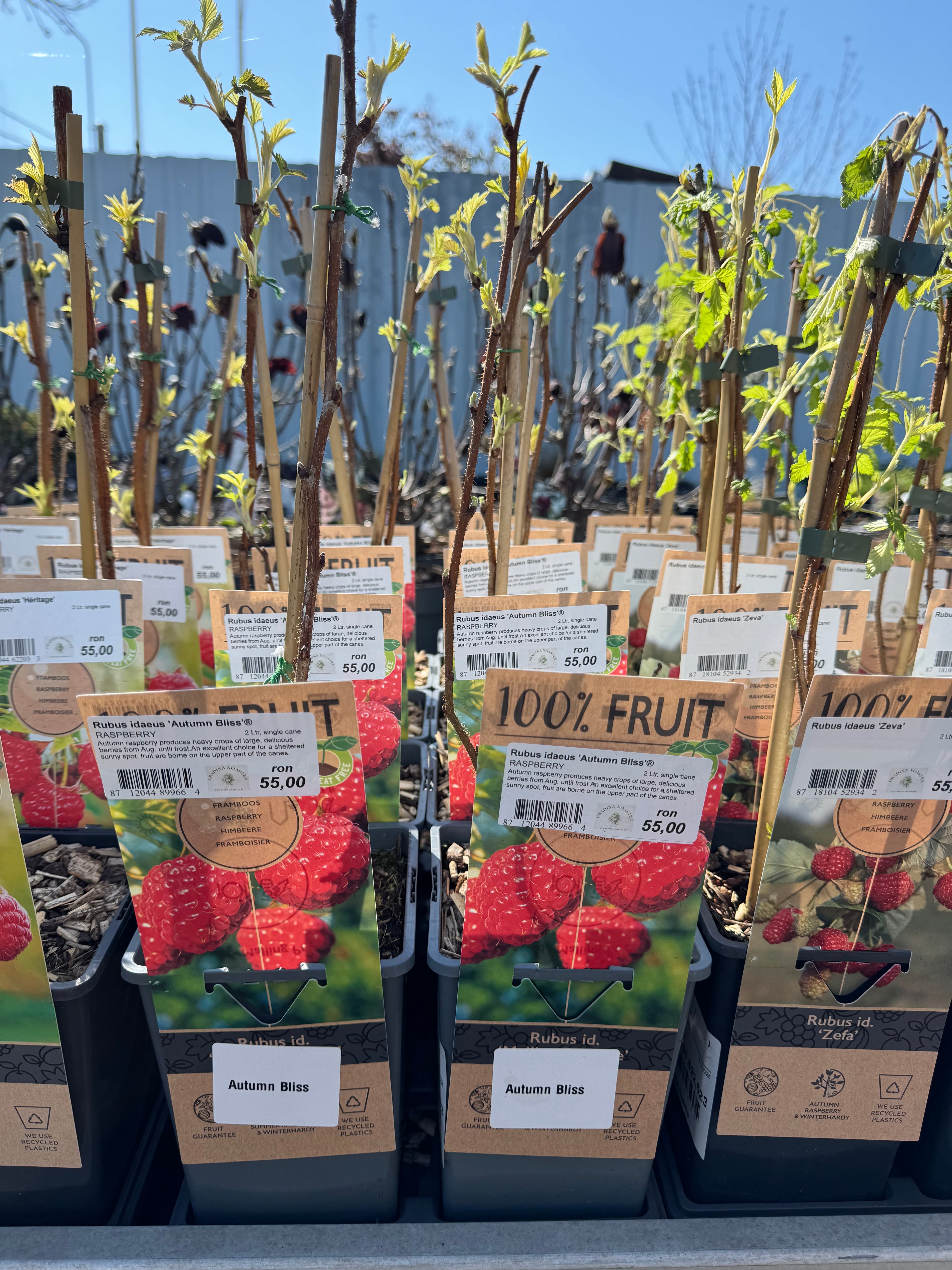 Zmeura "Autumn Bliss" /Rubus idaeus &