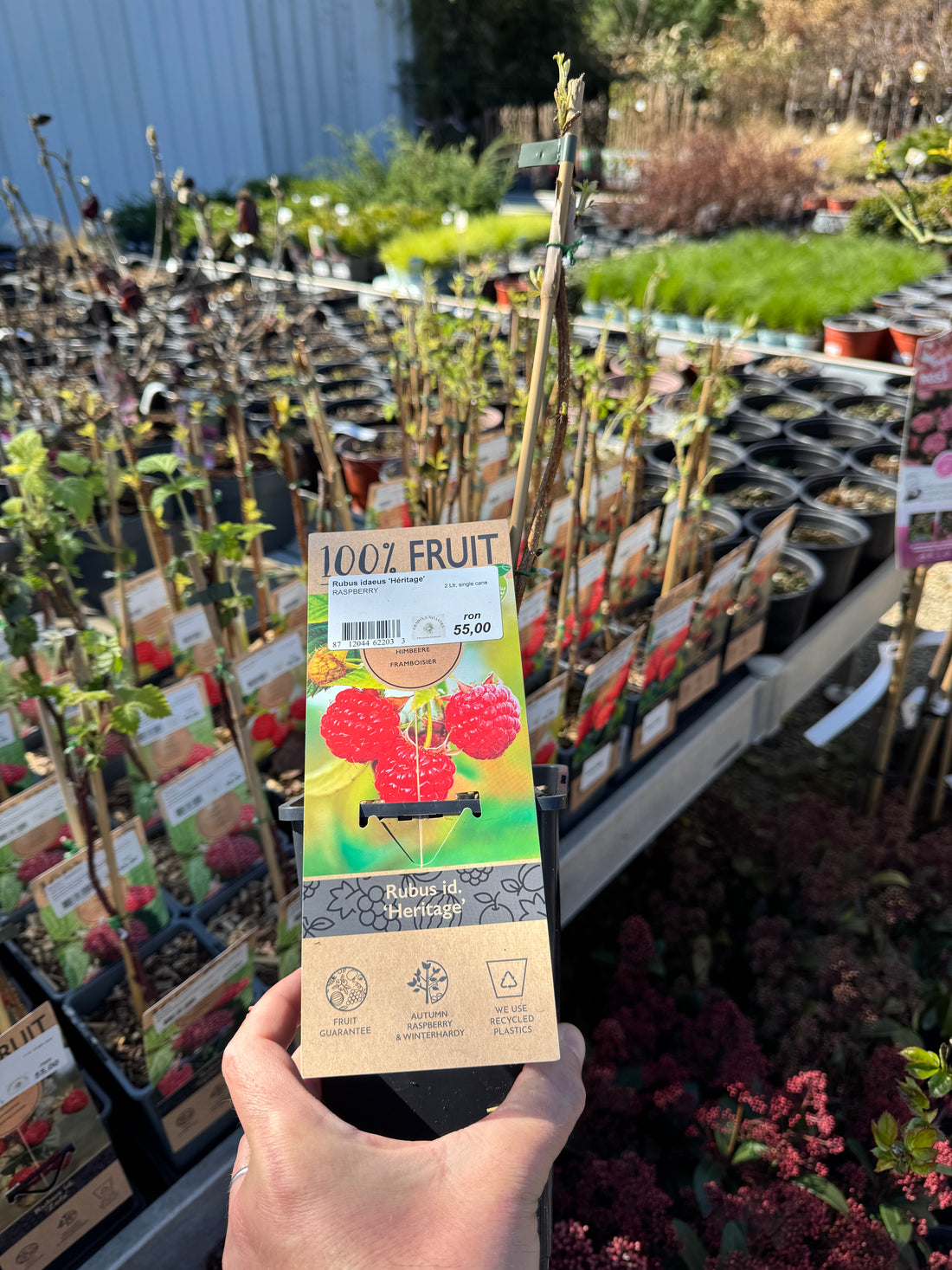 Zmeur "Heritage" /Rubus idaeus &