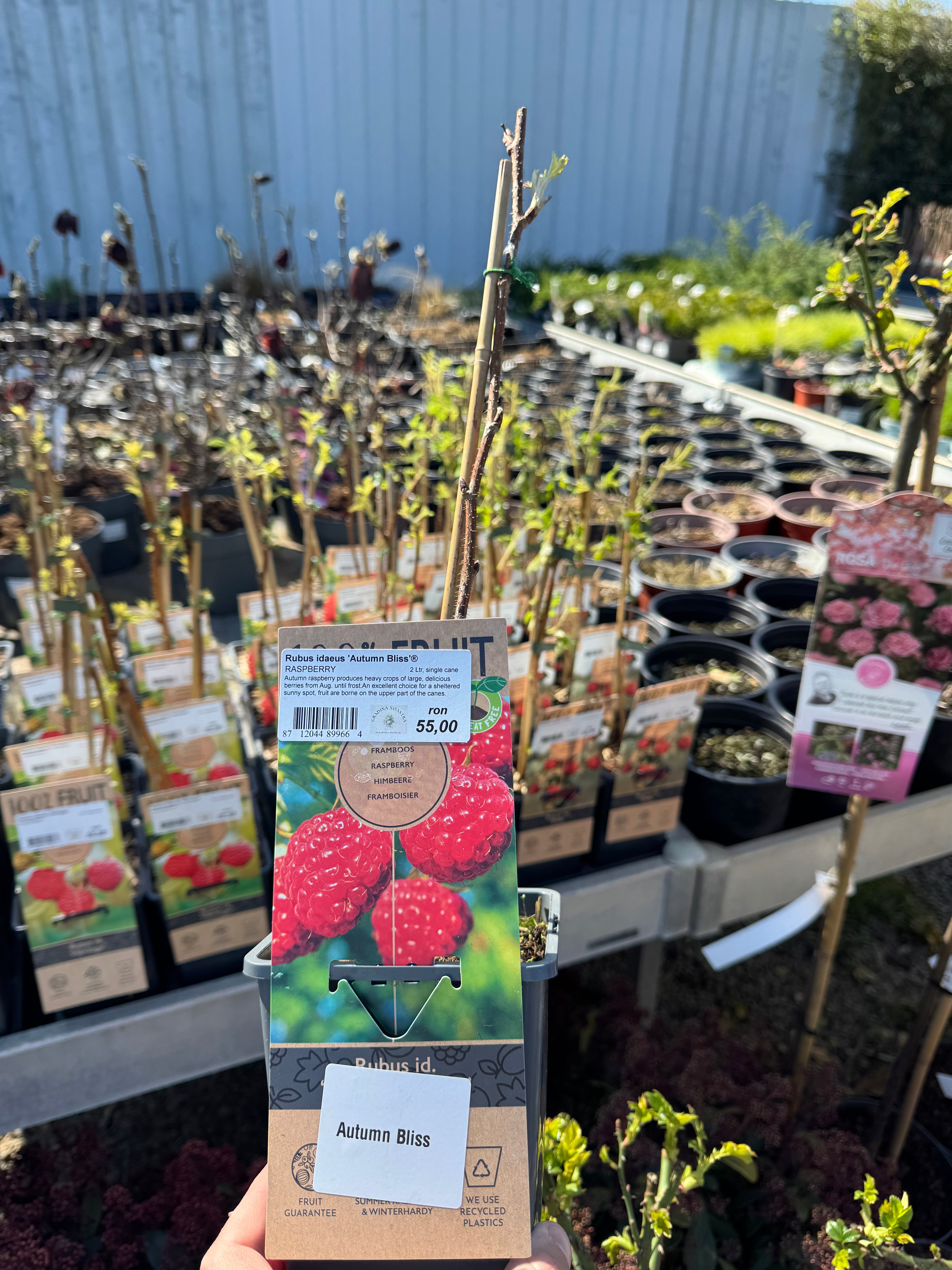 Zmeura "Autumn Bliss" /Rubus idaeus &