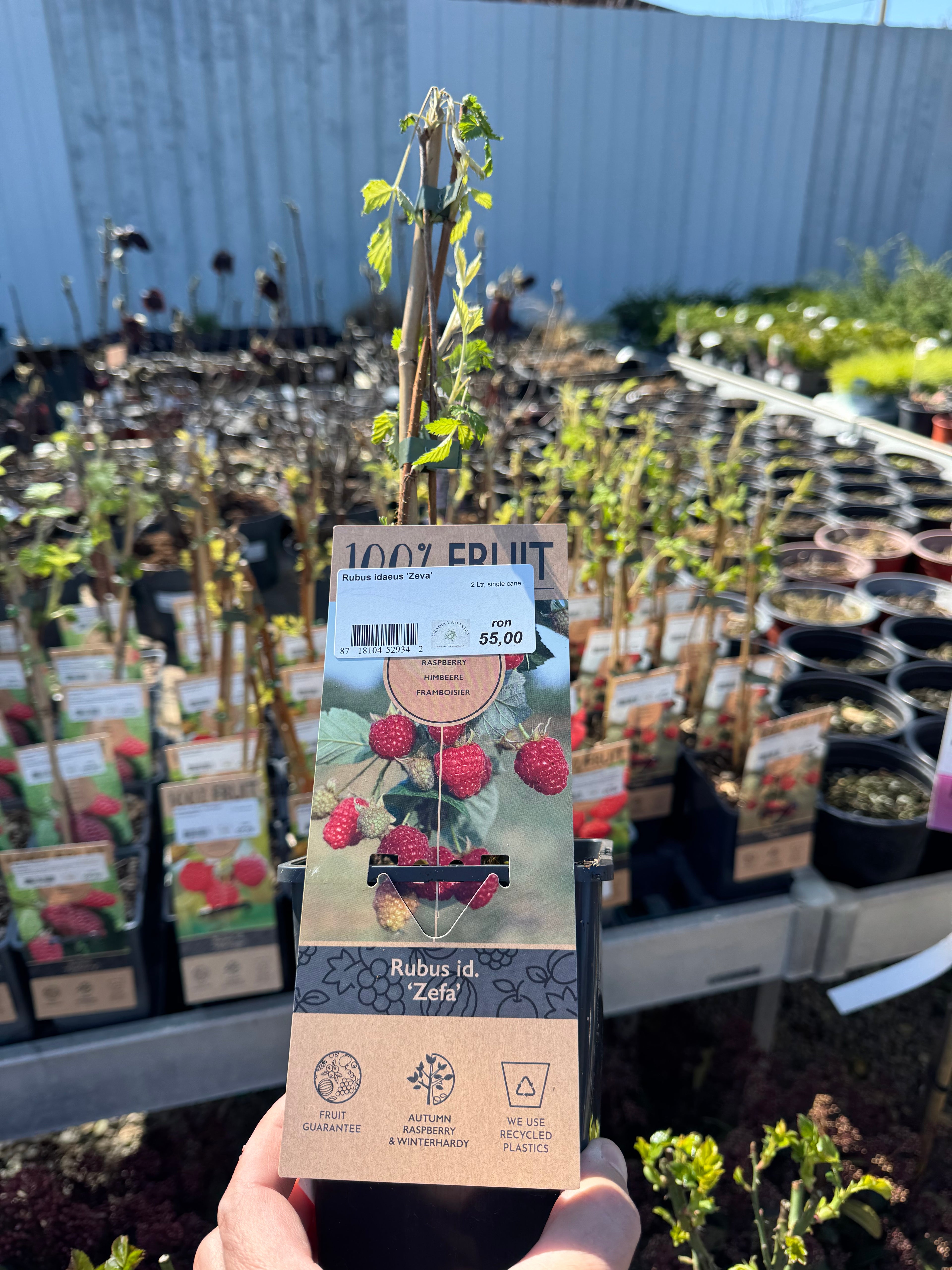 Zmeură "Zeva"/ Rubus idaeus &