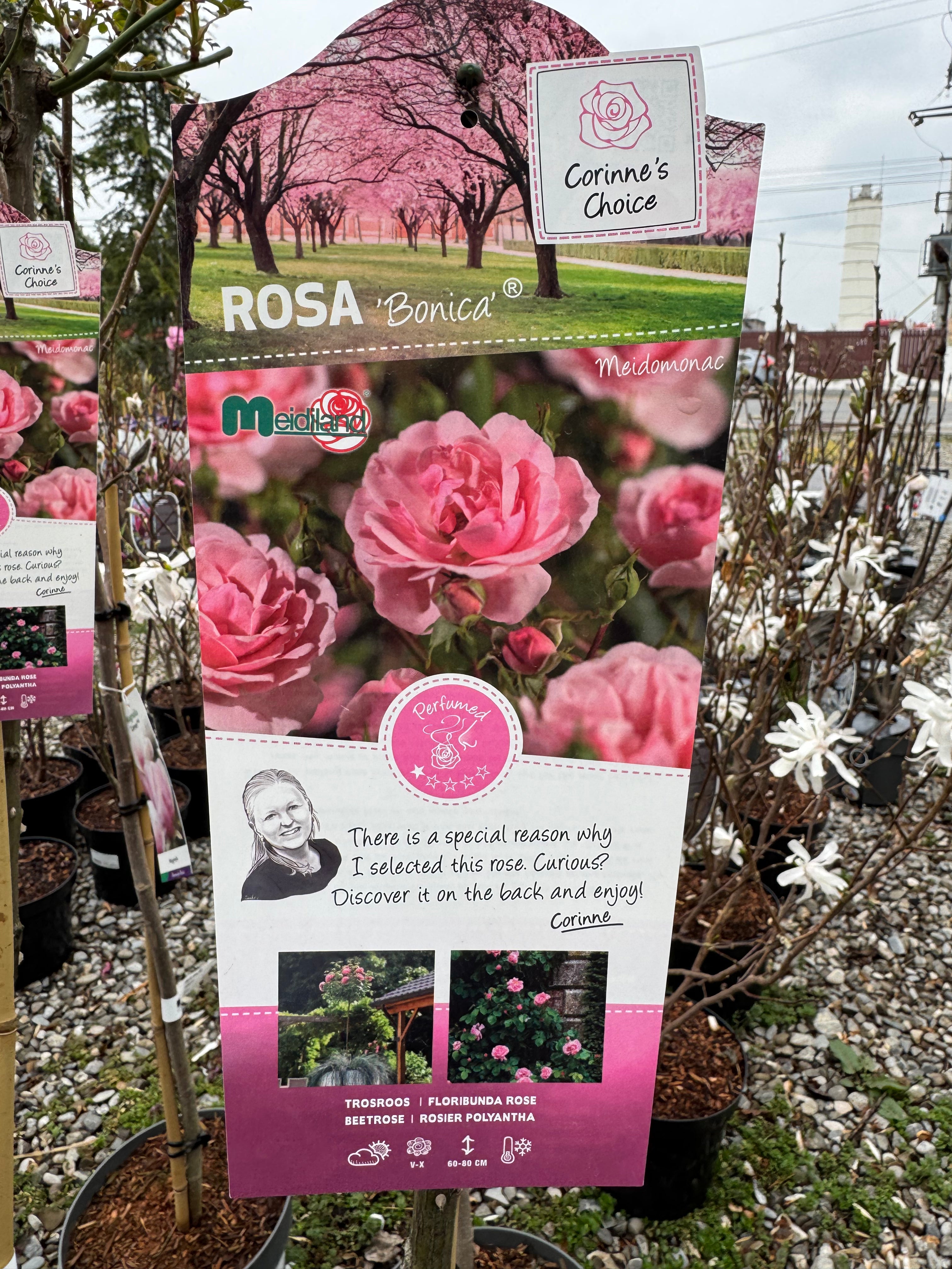 Trandafir pe picior "Bonica" 1.20 - 1.30 m (Rosa "Bonica") by Gradina Noastra