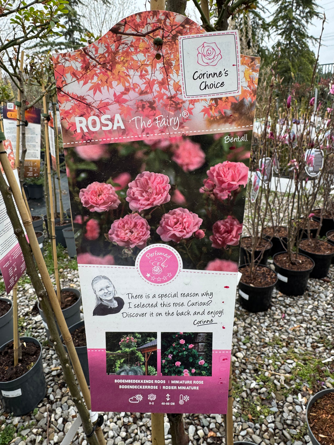 Trandafir pe picior "The fairy" 1.20 - 1.30 m (Rosa "The fairy") by Gradina Noastra