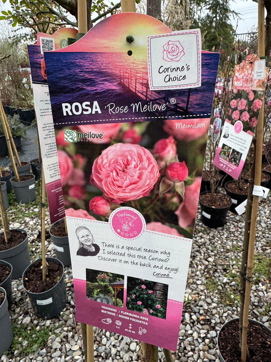Trandafir pe picior "Rose Mailove" 1.20 - 1.30 m (Rosa "Rose Mailove") by Gradina Noastra