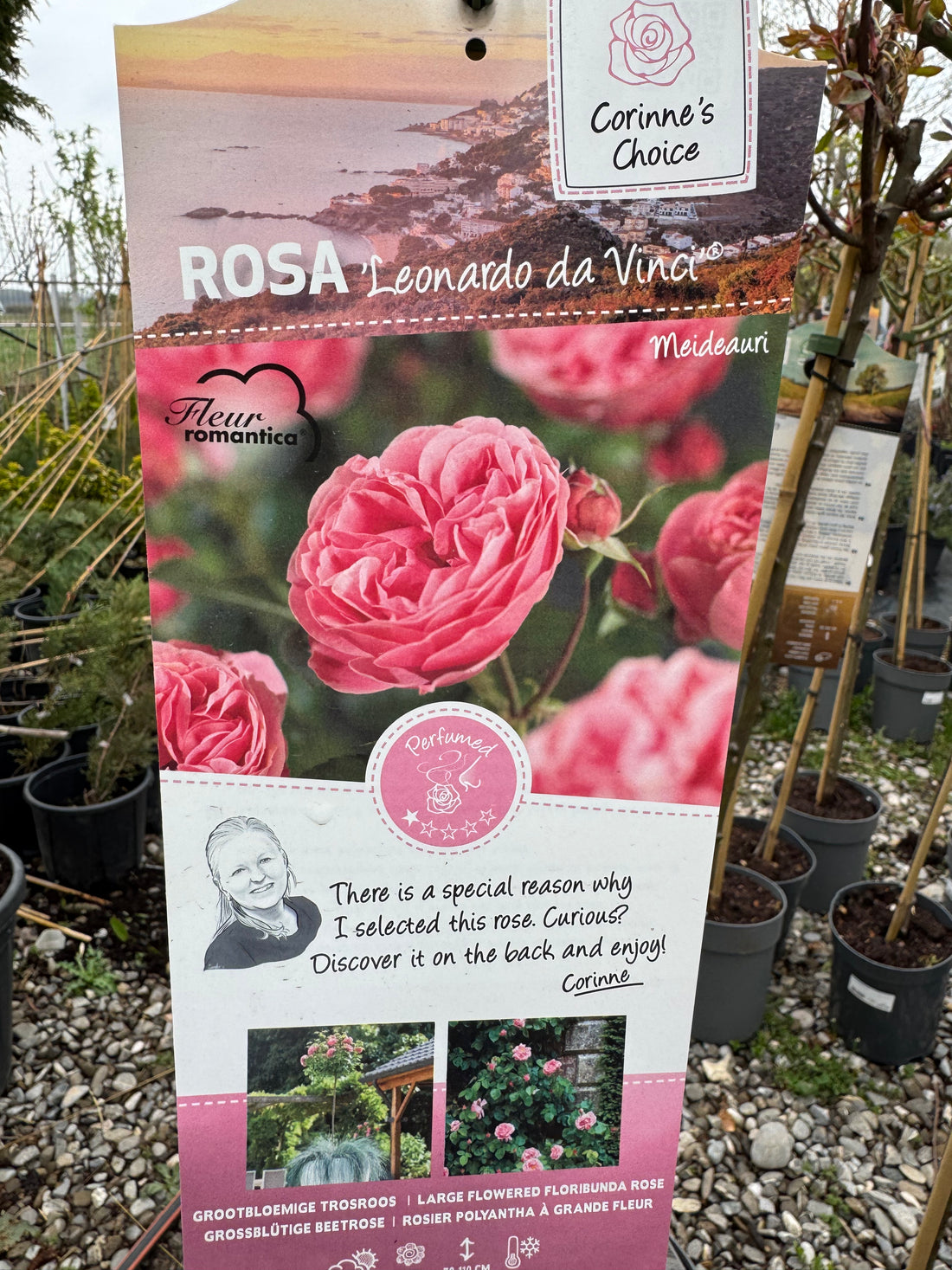 Trandafir pe picior "Leonardo Da Vinci" 1.20 - 1.30 m (Rosa "Leonardo Da Vinci" by Gradina Noastra