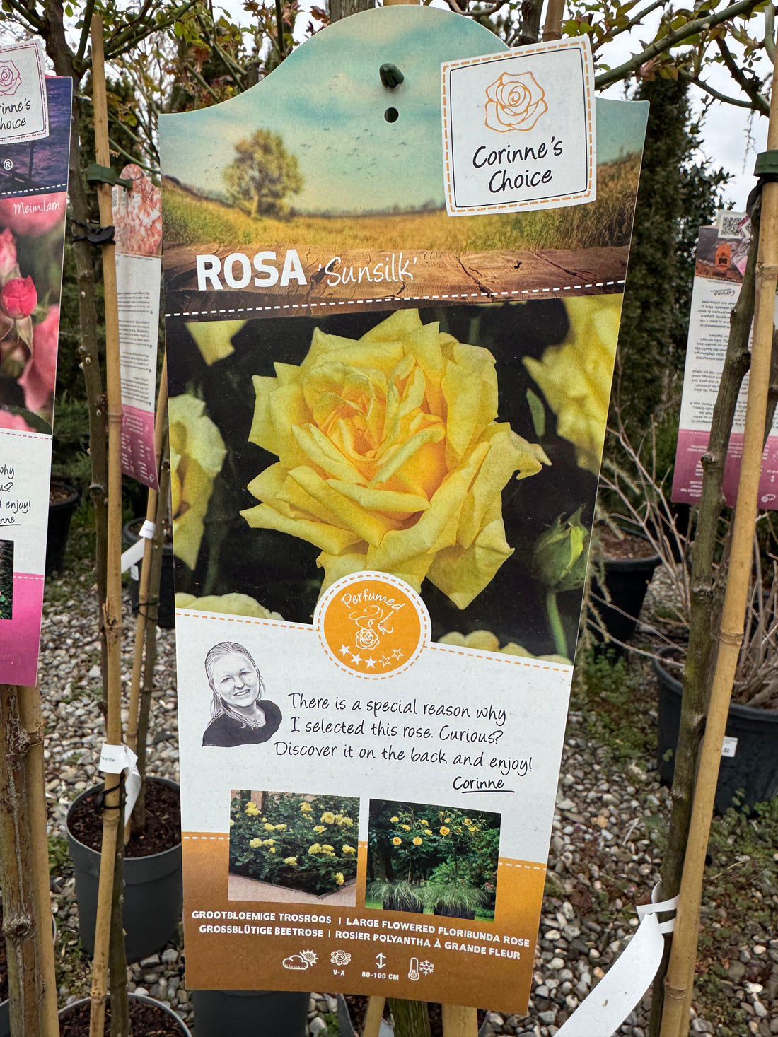 Trandafir pe picior "Sunsilk" 1.20 - 1.30 m (Rosa "Sunsilk" by Gradina Noastra