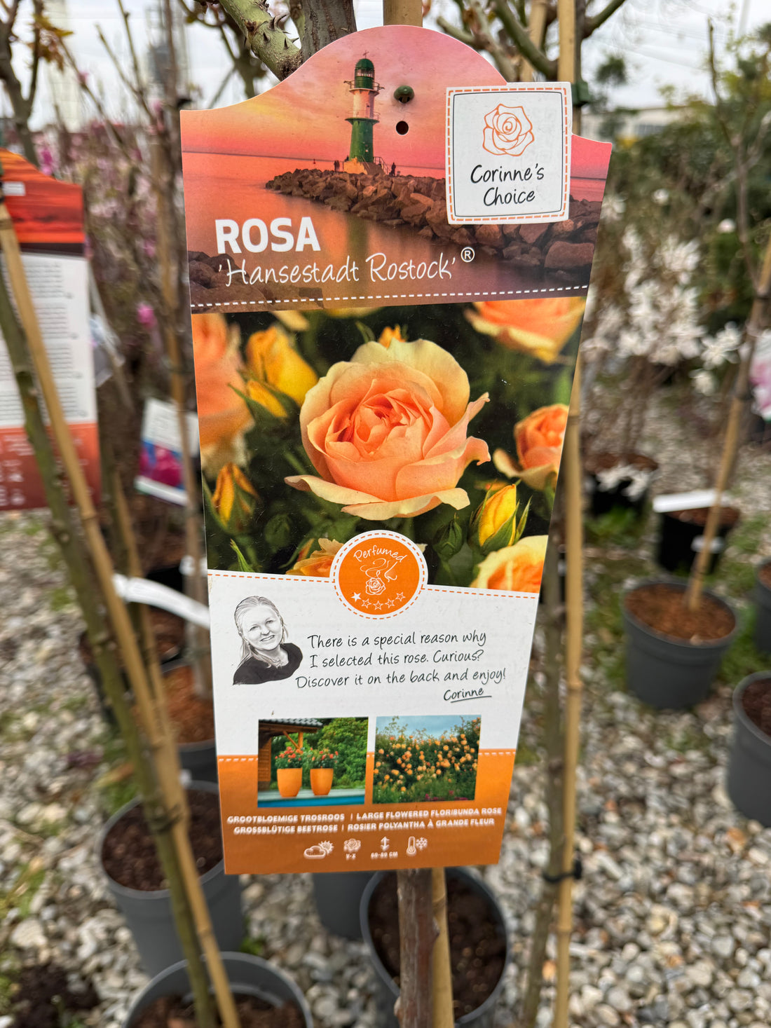 Trandafir pe picior "Hansestadt Rostock" 1.20 - 1.30 m (Rosa "Hansestadt Rostock") by Gradina Noastra