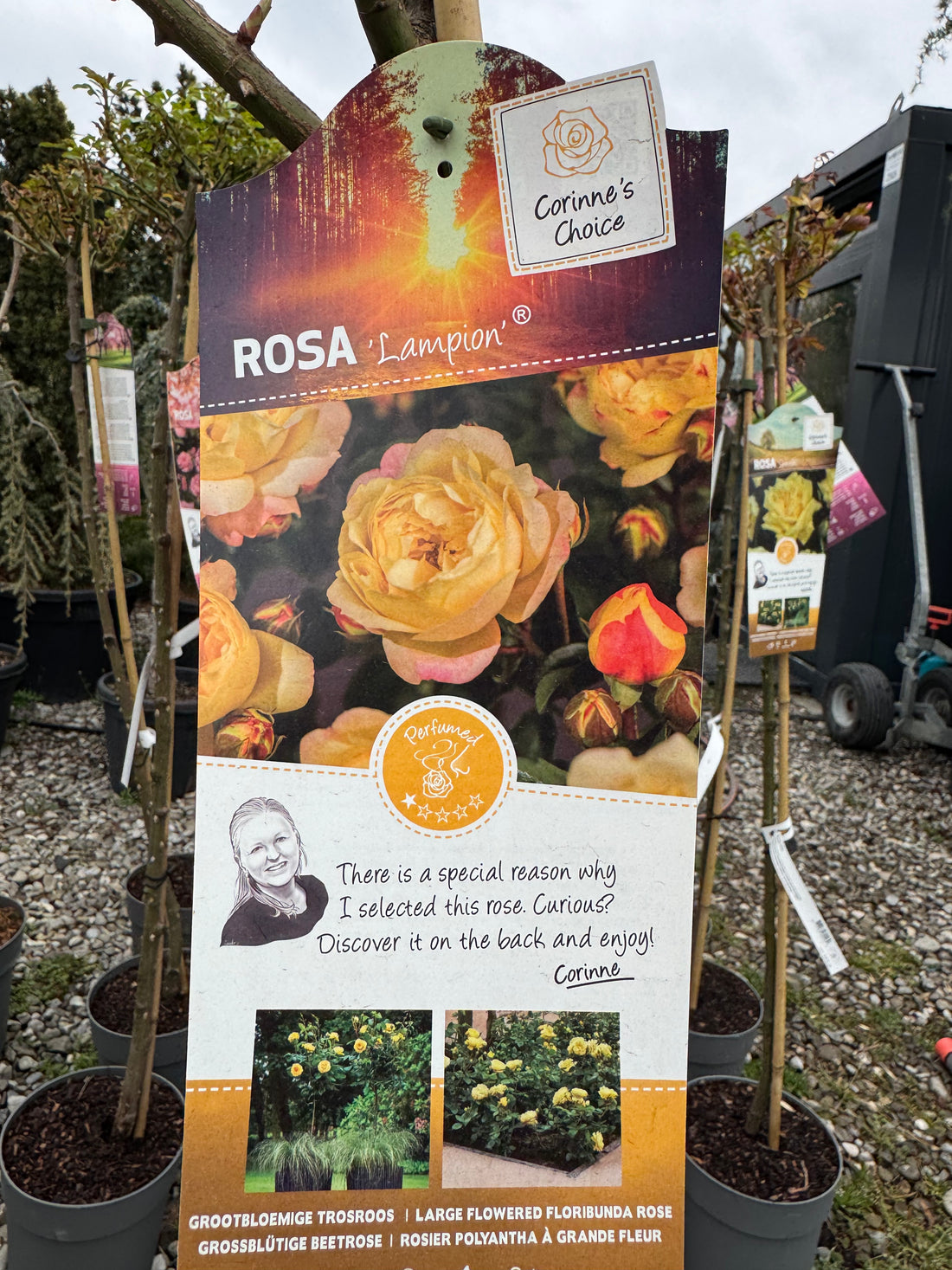 Trandafir pe picior "Lampion" 1.20 - 1.30 m (Rosa "Lampion") by Gradina Noastra