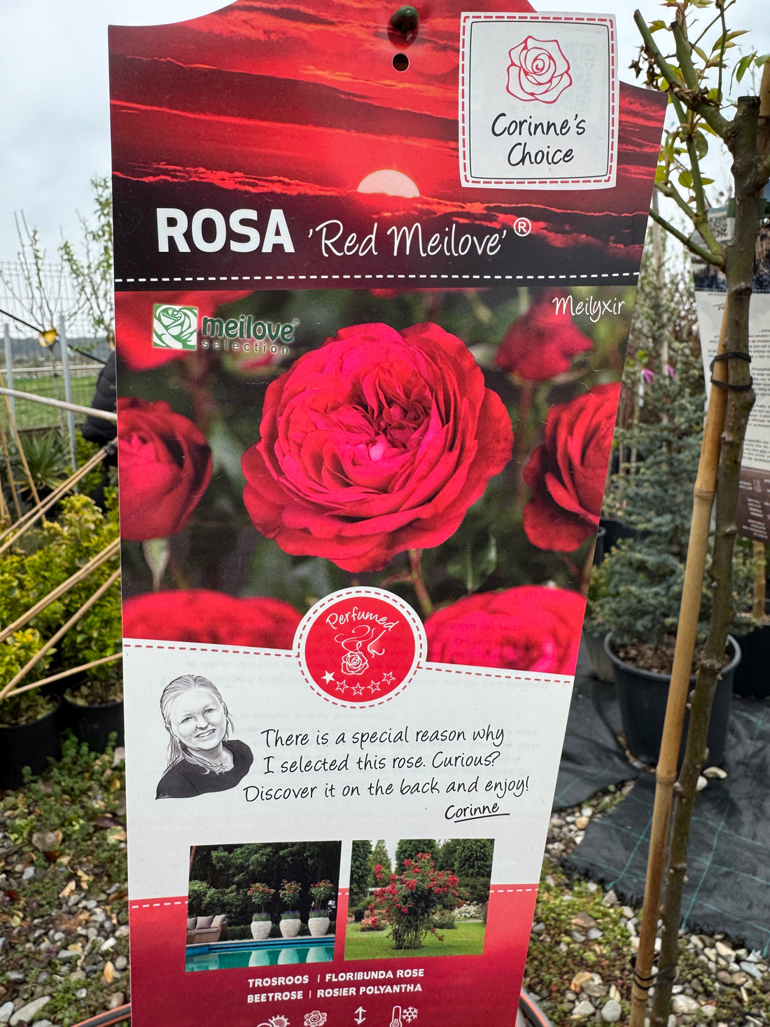 Trandafir pe picior "Red Meilove" 1.20 - 1.30 m (Rosa "Red Meilove") by Gradina Noastra