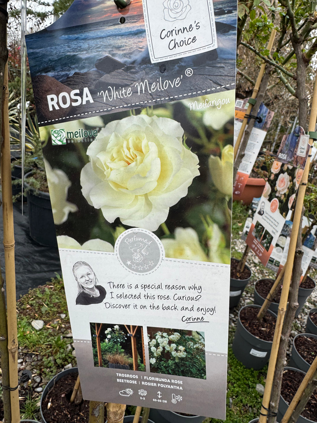 Trandafir pe picior "White Meilove" 1.20 - 1.30 m (Rosa "White Meilove") by Gradina Noastra