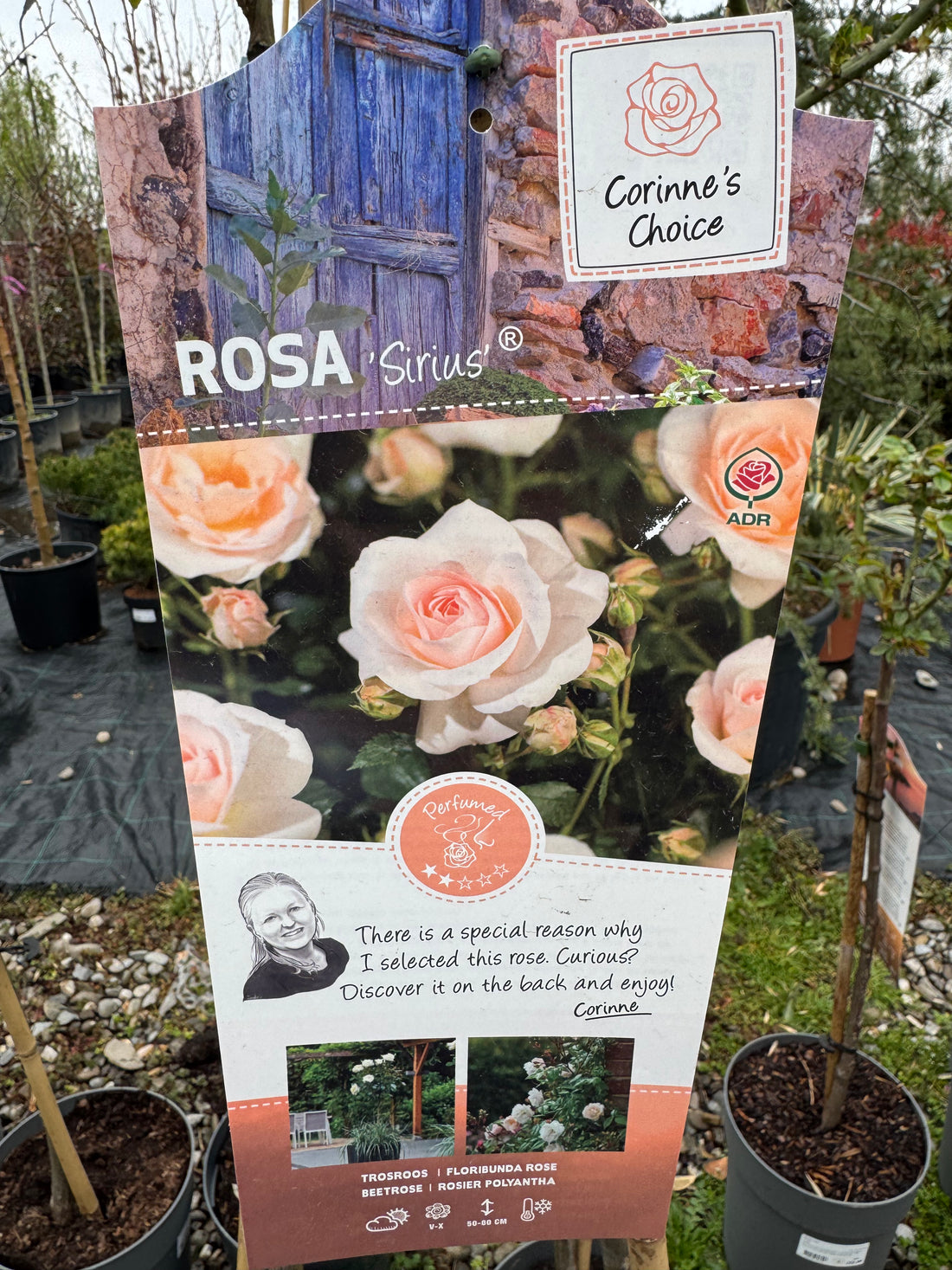 Trandafir pe picior "Sirius" 1.20 - 1.30 m (Rosa "Sirius") by Gradina Noastra