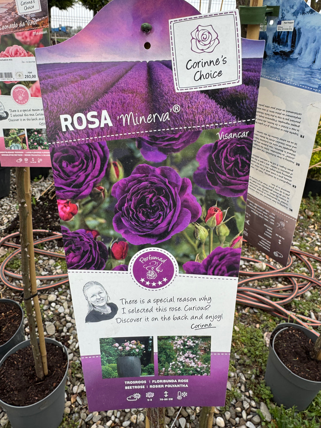 Trandafir pe picior "Minerva" 1.20 - 1.30 m (Rosa "Minerva") by Gradina Noastra