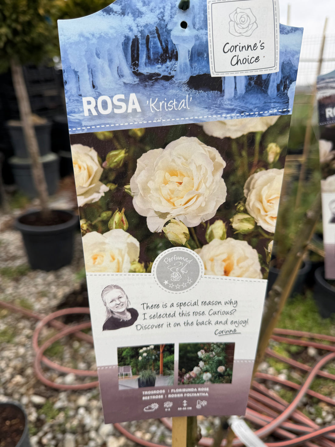 Trandafir pe picior "Kristal" 1.20 - 1.30 m (Rosa "Kristal") by Gradina Noastra