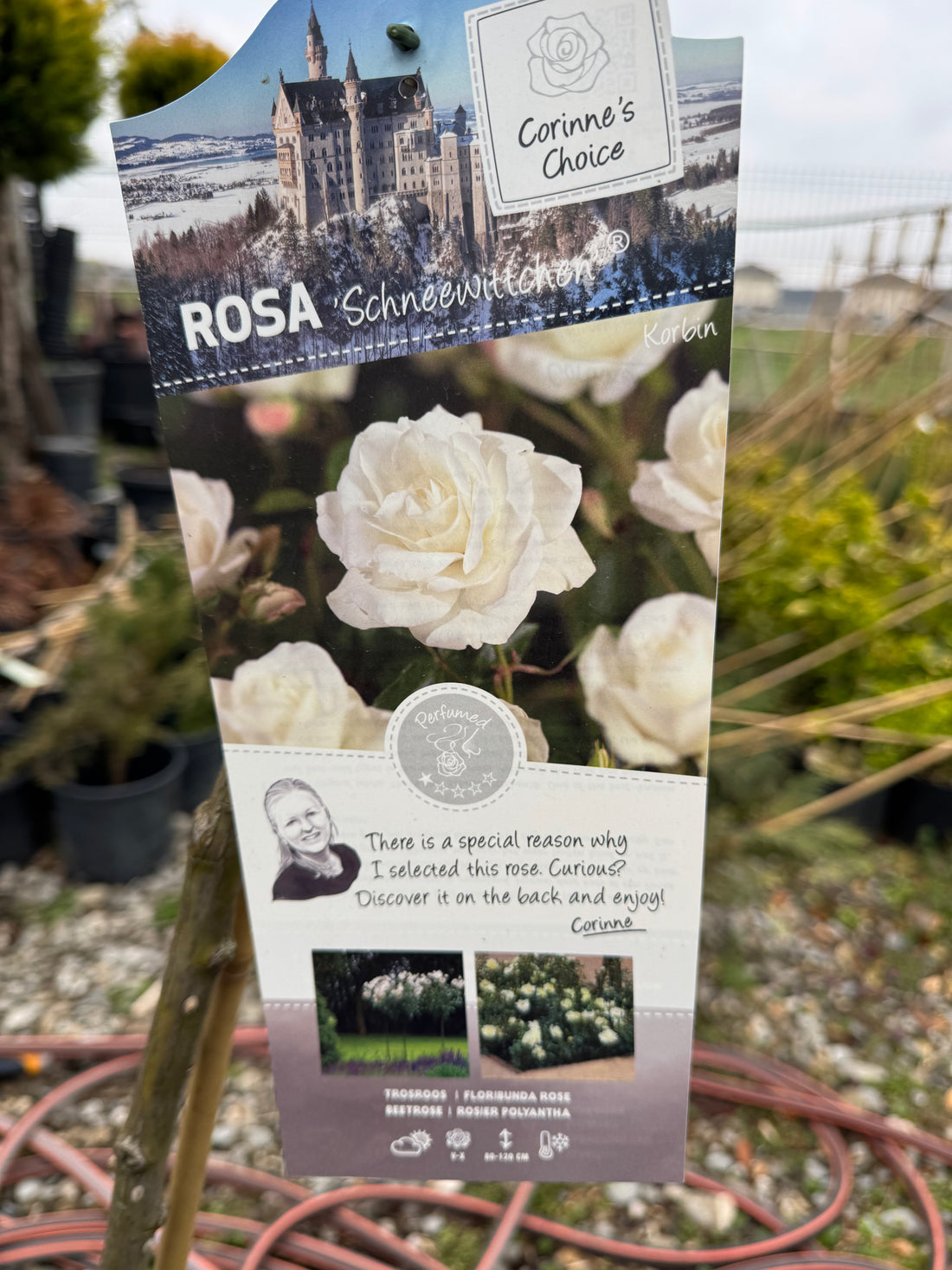 Trandafir pe picior "Schneewittchen" 1.20 - 1.30 m (Rosa "Schneewittchen") by Gradina Noastra