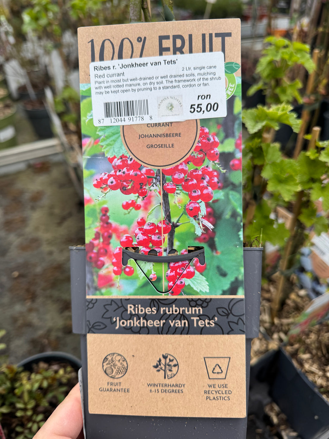 Coacăz Roșu /Ribes rubrum Jonkheer Van Tets/ by gradina-noastra