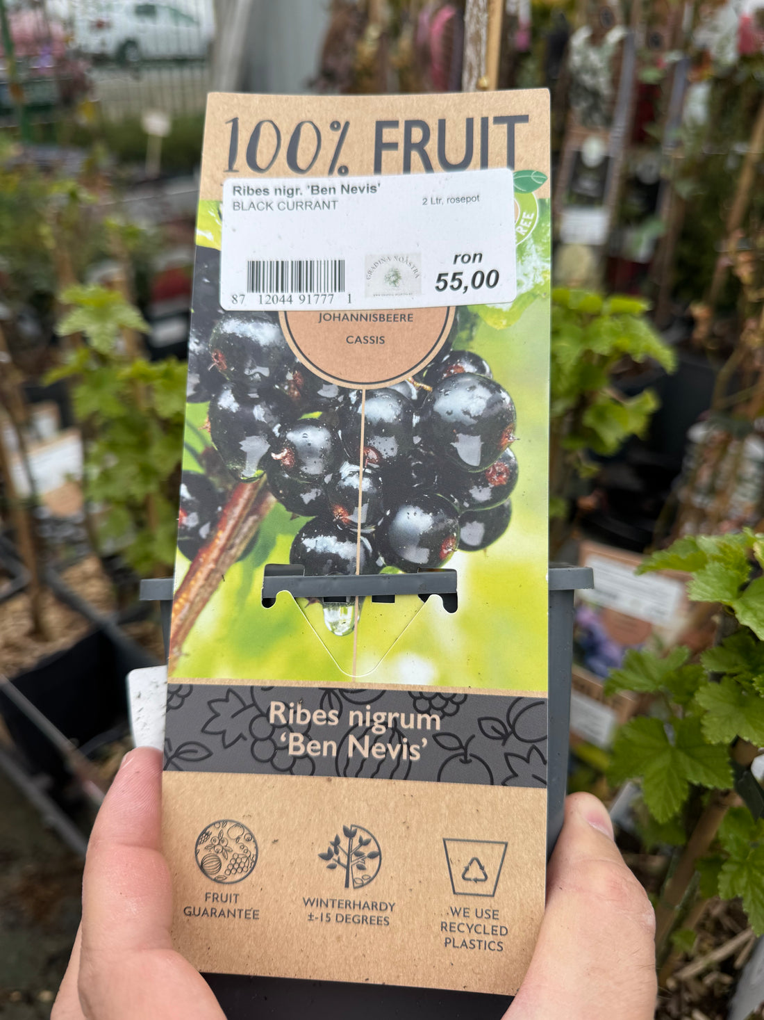 Coacăz Negru / Ribes nigrum Ben Nevis / by gradina-noastra