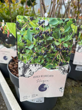 Aronia Mix 0.50-0.60 m by gradina-noastra