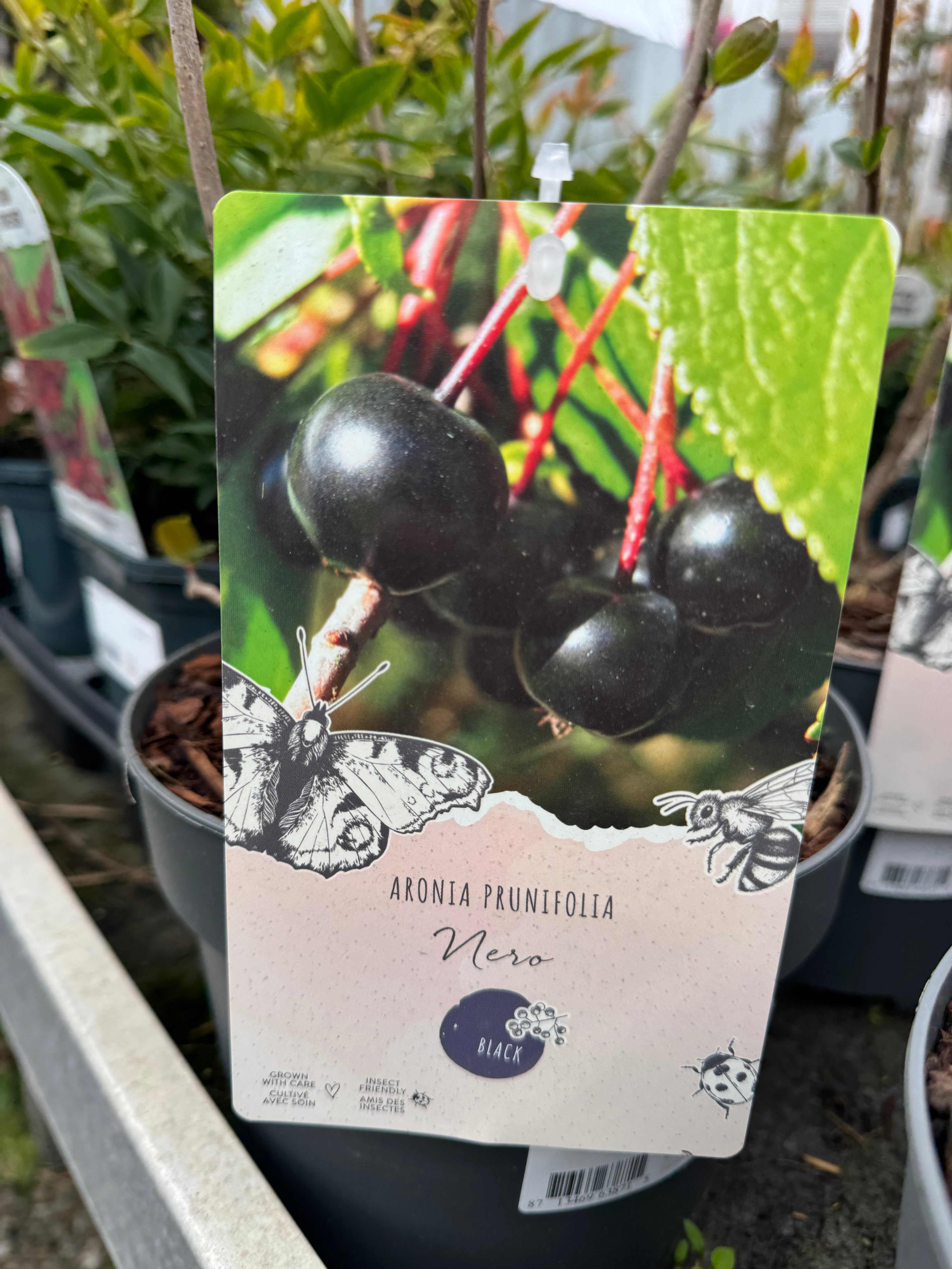 Aronia Mix 0.50-0.60 m by gradina-noastra
