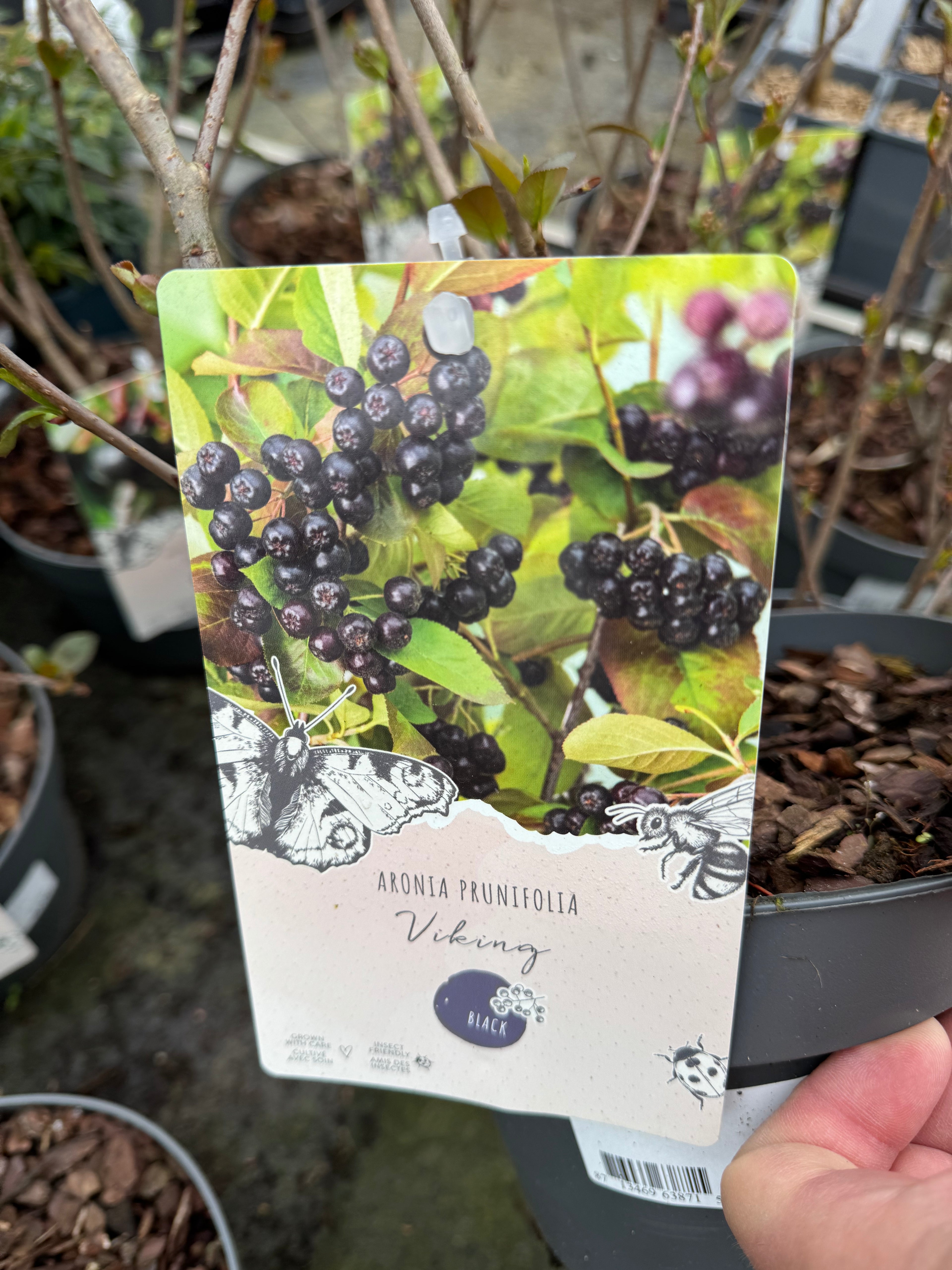Aronia Mix 0.50-0.60 m by gradina-noastra