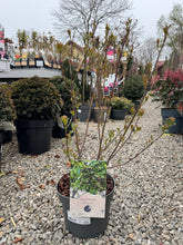 Aronia Mix 0.50-0.60 m by gradina-noastra