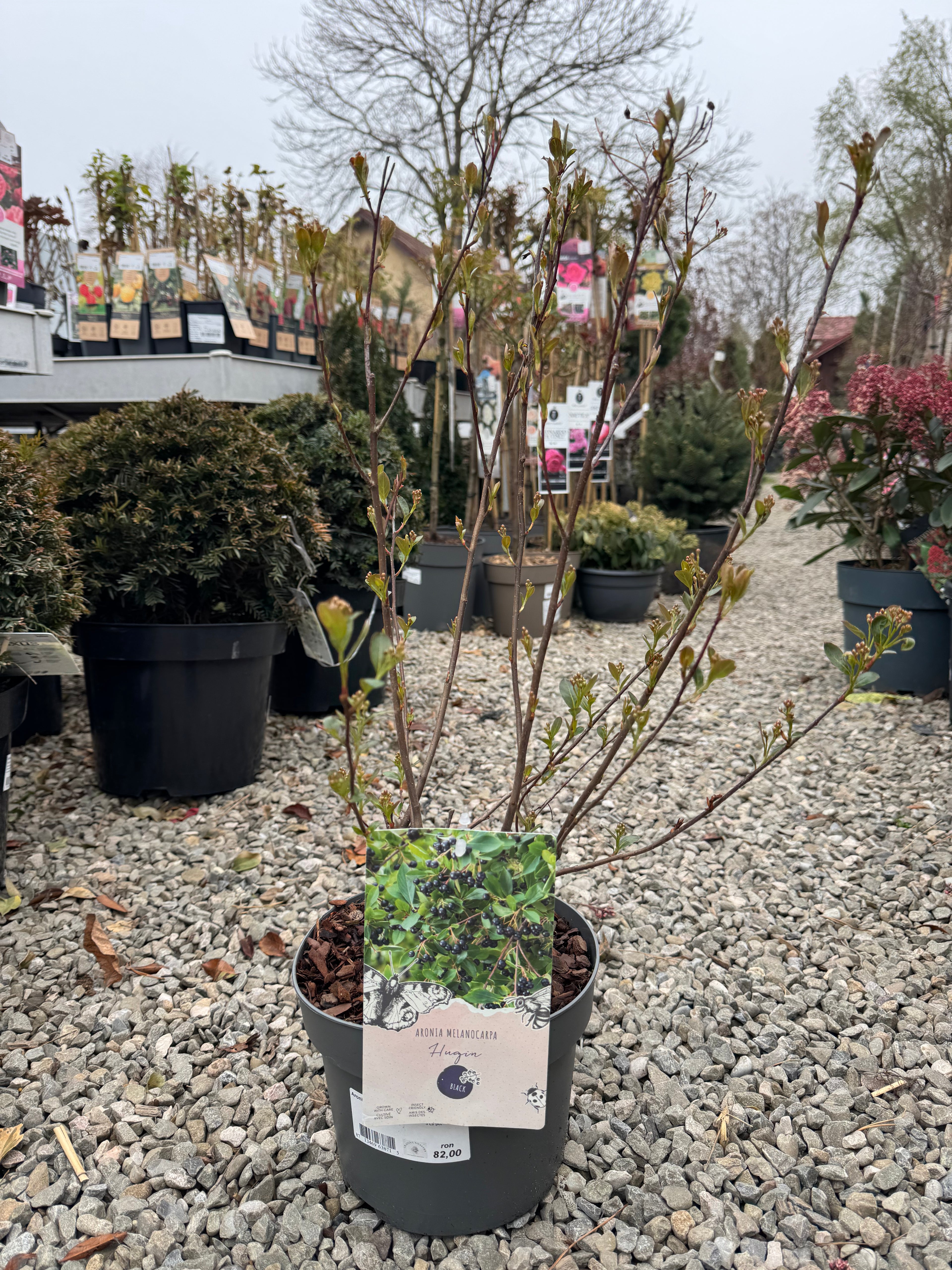 Aronia Mix 0.50-0.60 m by gradina-noastra