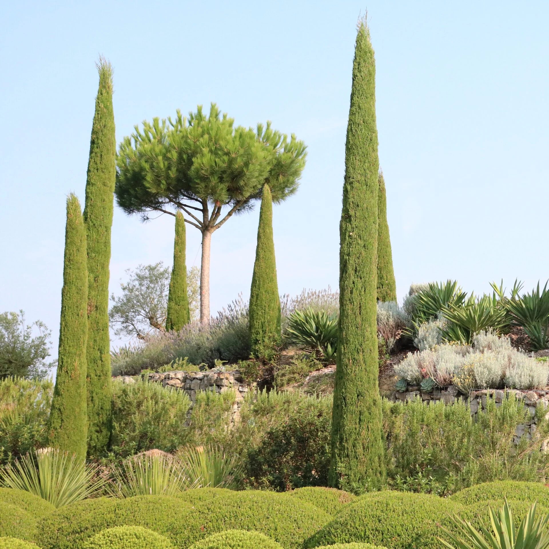 Chiparos de Italia / Cupressus sempervirens "Pyramidalis" /