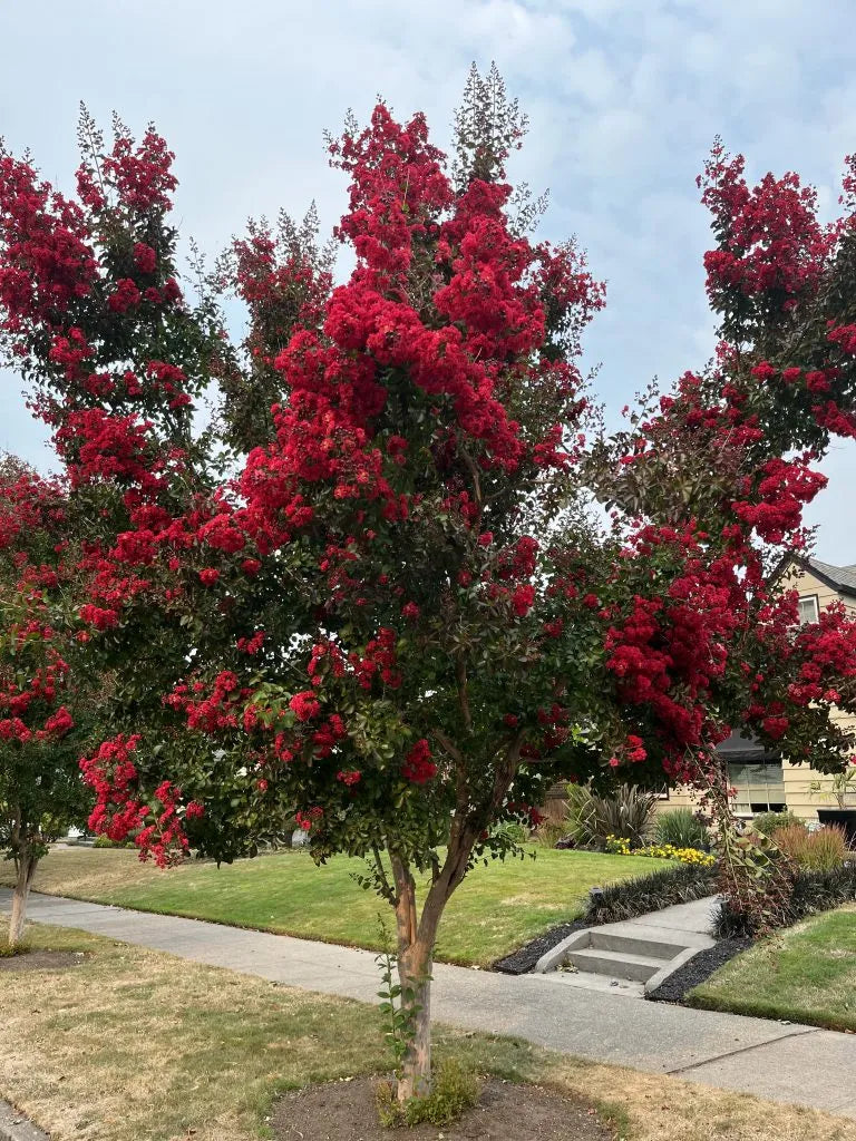 Indian bat "Dynamite" 1.00 - 1.20 m / Lagerstroemia Indica "Dynamite" /