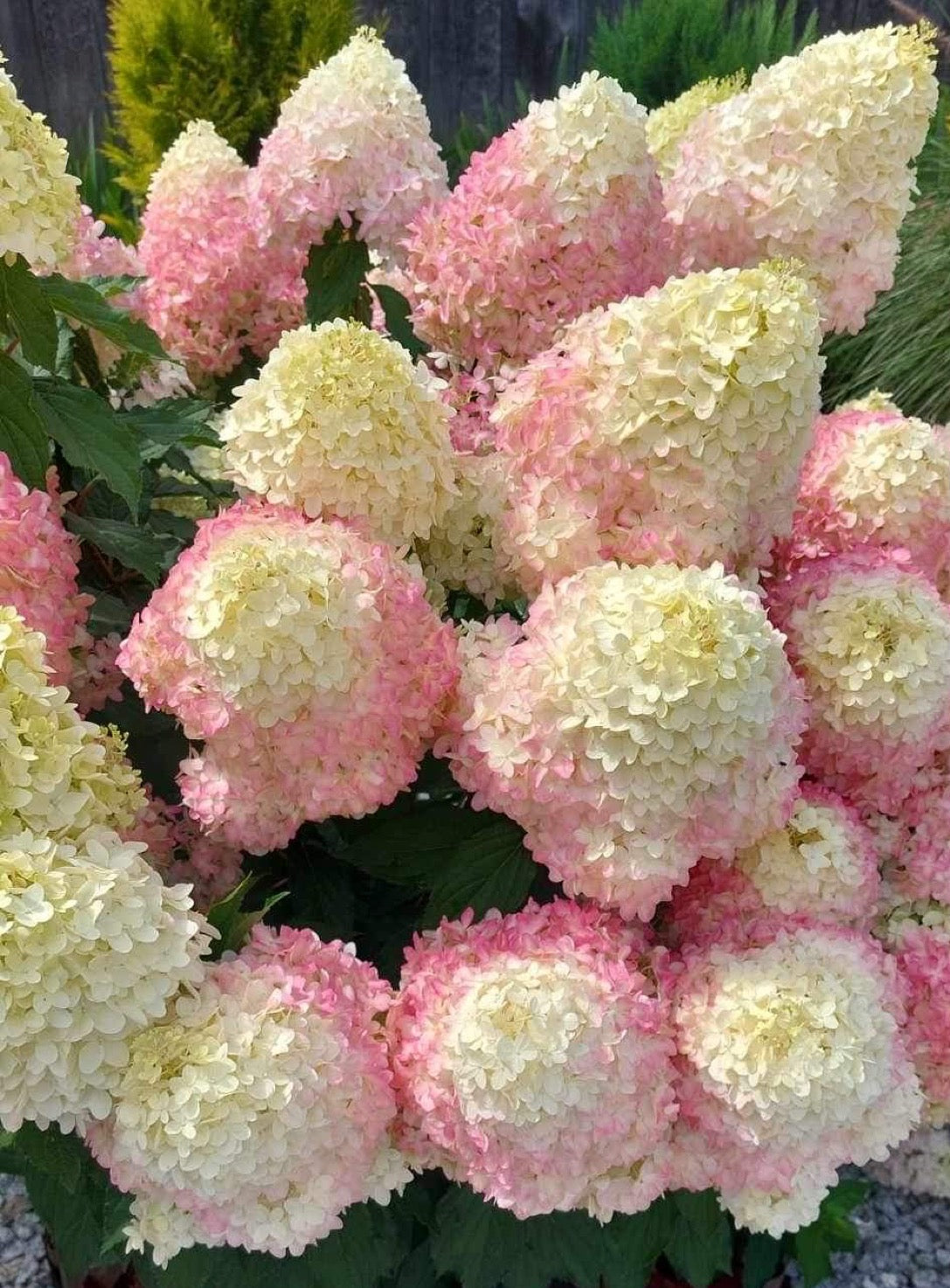 Hortensia paniculata "Pinkachu" / Hydrangea paniculata "Pinkachu" /