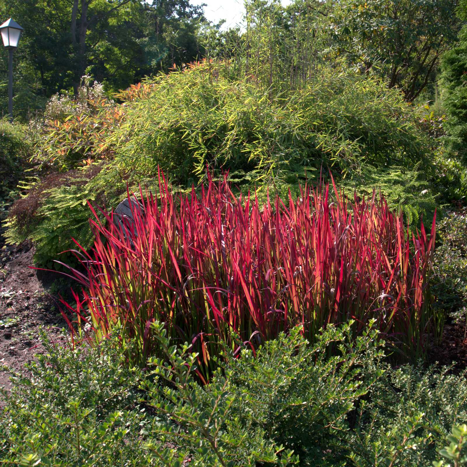 Imperata "Red Baron" / Imperata cylindrica "Red Baron"/ - Gradina Noastra