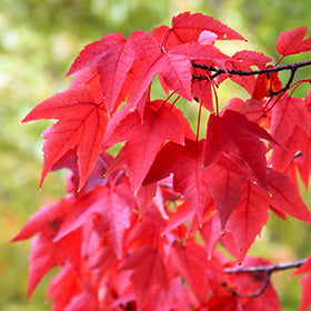 Artar rosu „Morgan” 2.00 - 2.50 m / Acer x freemanii „Morgan” / by gradina-noastra