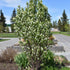 Arbore de stafide "Obelisk" 1.50 - 1.70 m / Amelanchier alnifolia "Obelisk"/ by gradina-noastra