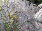 Iarba elefantului "Flamingo" 0.20 - 0.30 m /Miscanthus sinensis Flamingo/ - Gradina Noastra